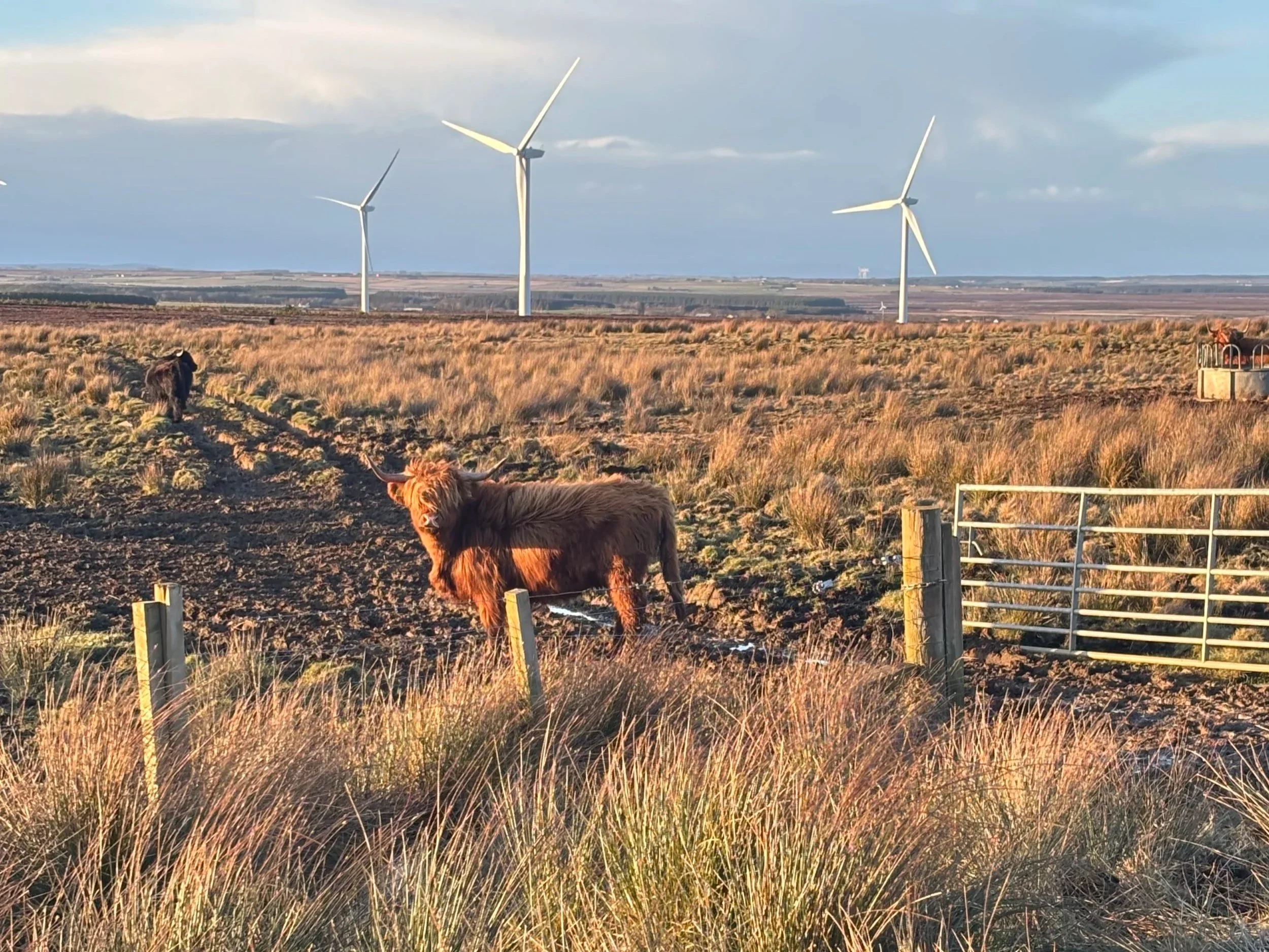 Run Britain Days 145 - 148: A second winter from John O’Groats to Brora
