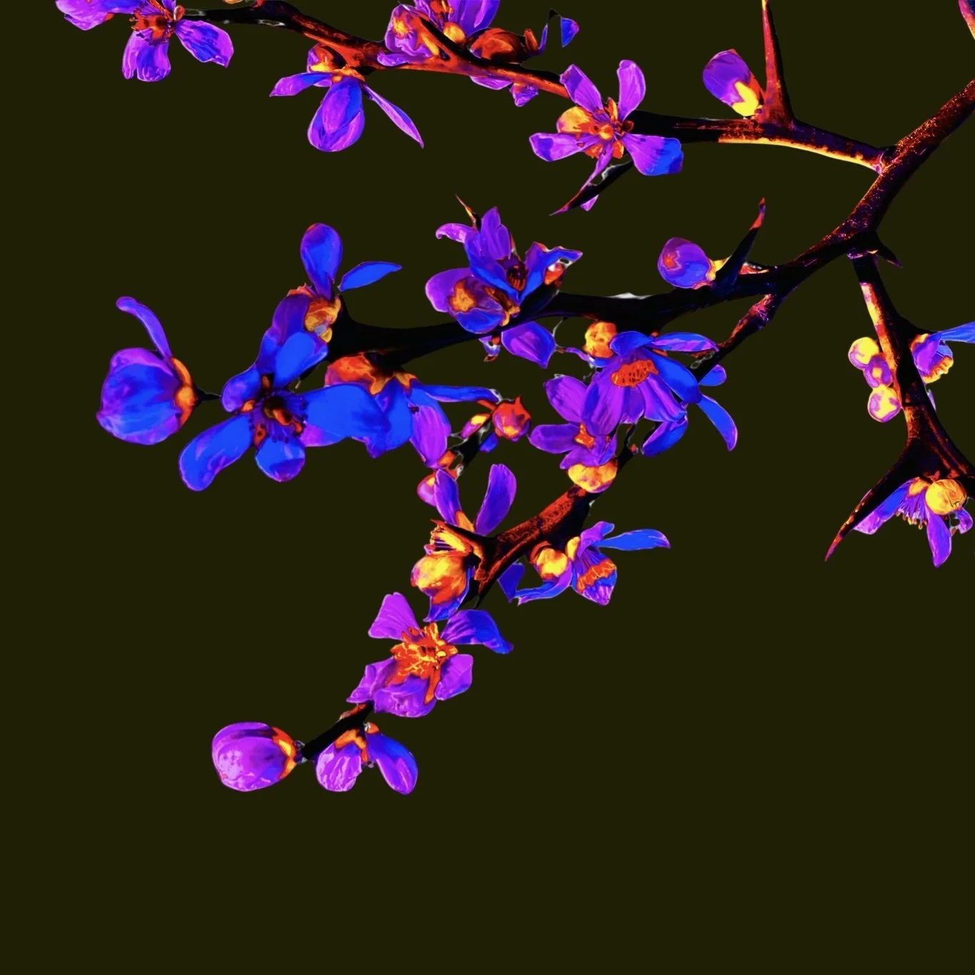 TRANSFOLIATE #11.jpeg