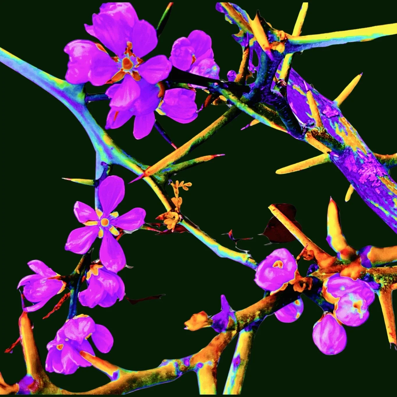 TRANSFOLIATE #7.jpeg