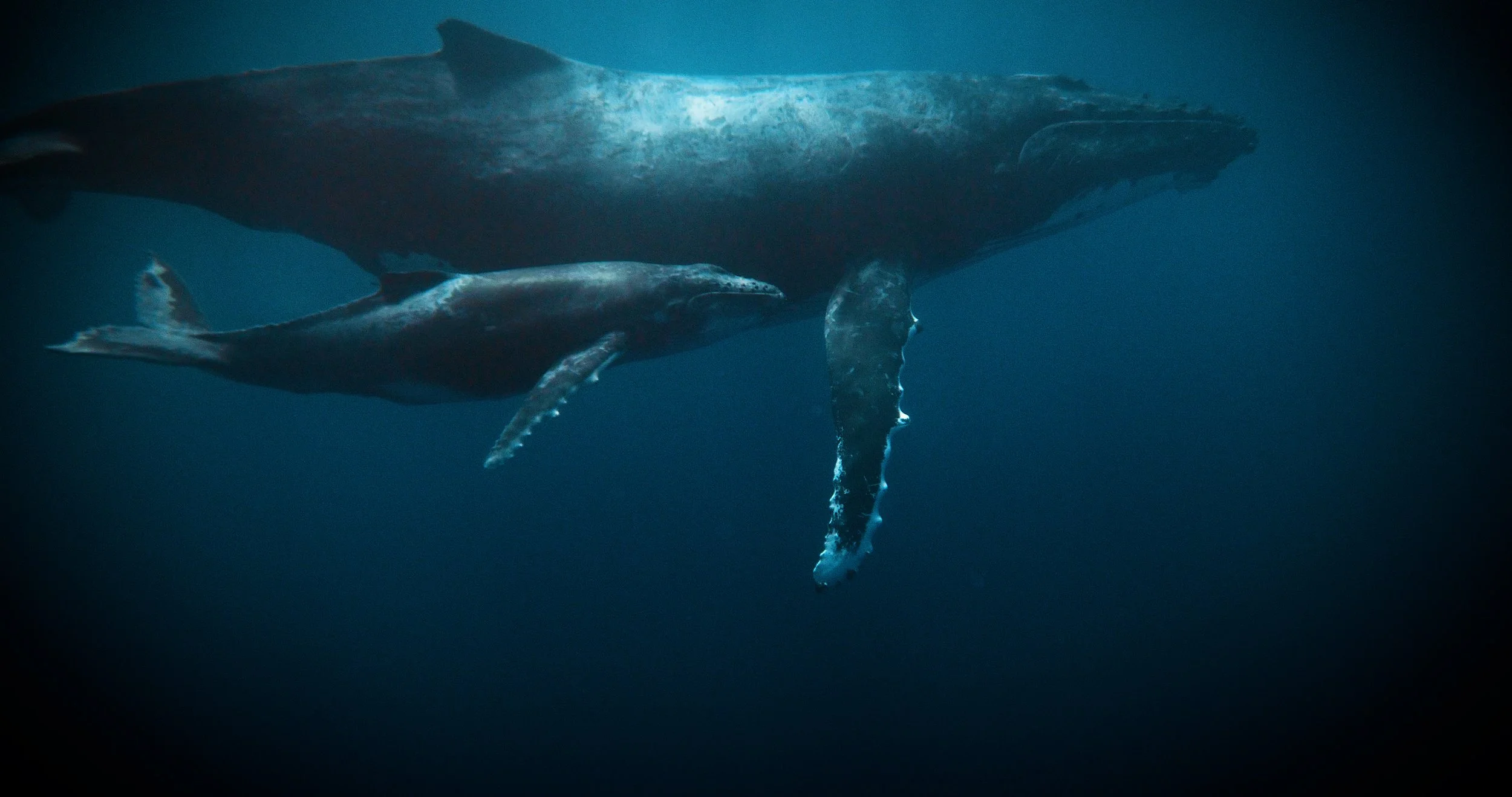 1-2 (June 15) - 195% sat_6103106_Ocean Whale Marine Life Whale Calf_By_Spencer_Frost_Artlist_6K.mp4.jpg