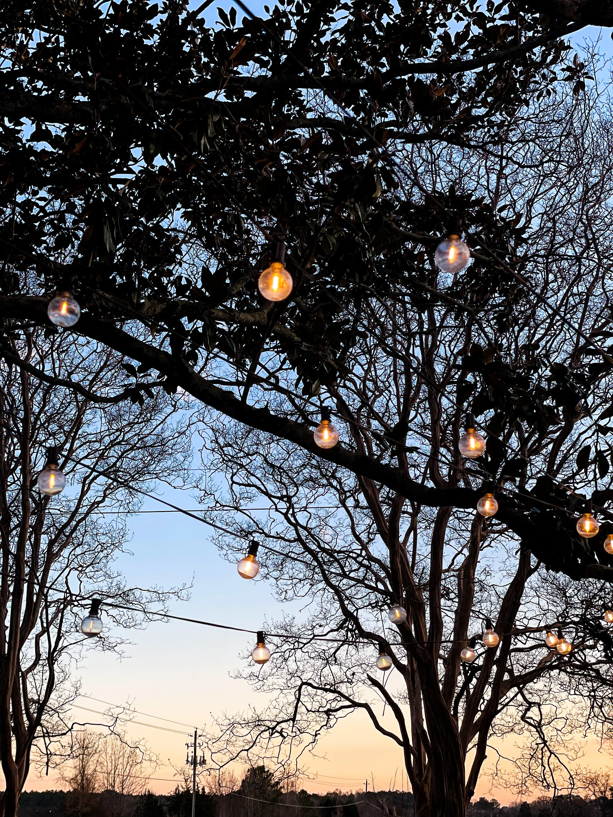 String lights hanging from trees in a yard