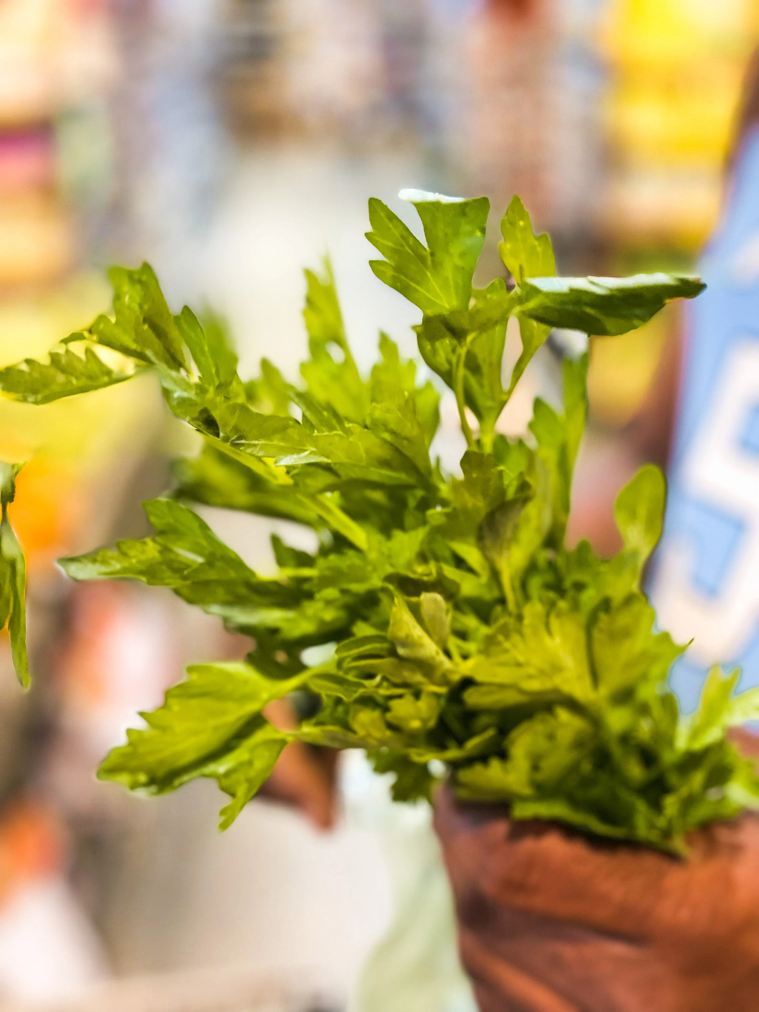 Chef Carl holding fresh herbs in his hand