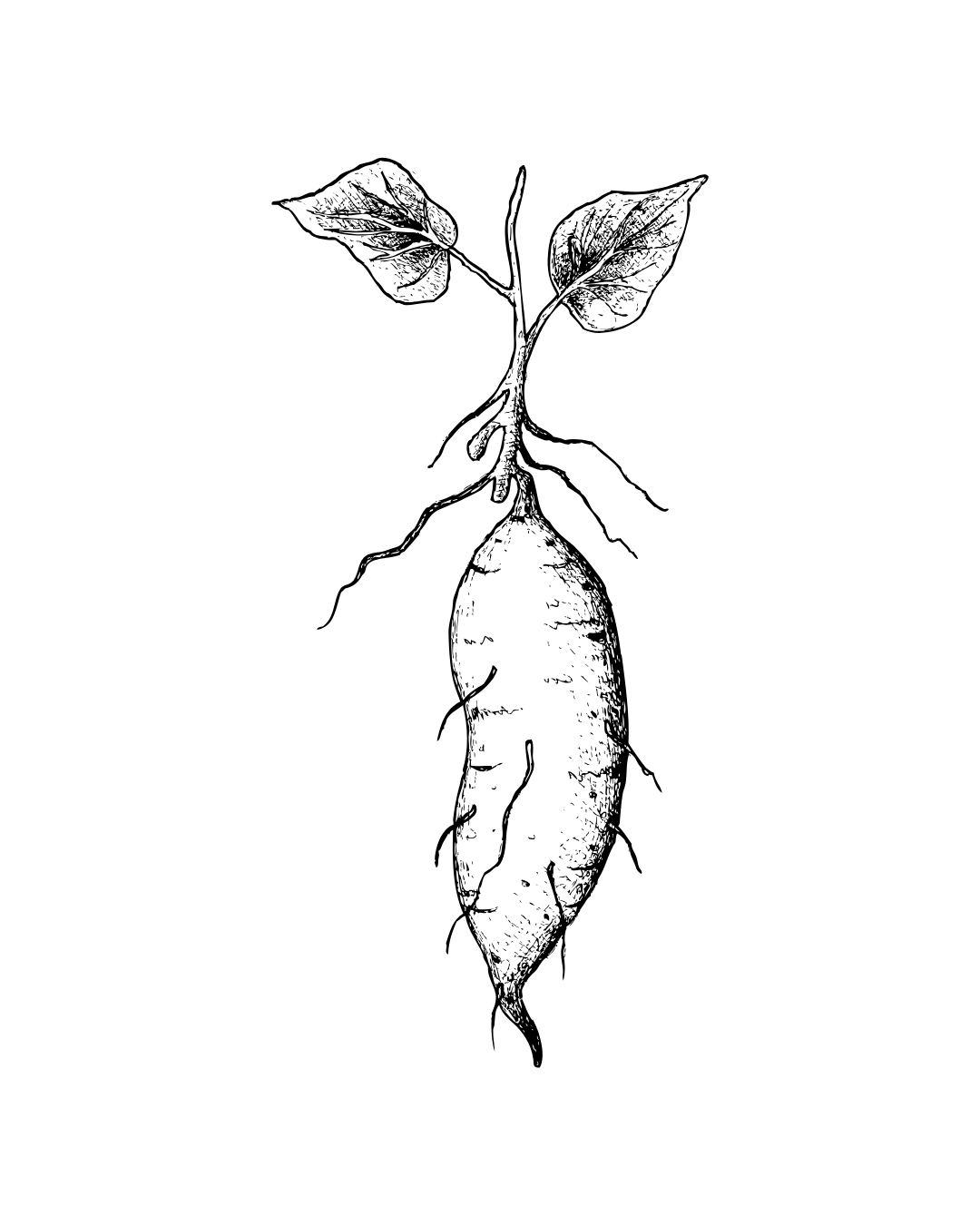 sweet potato pulled fresh out of the ground