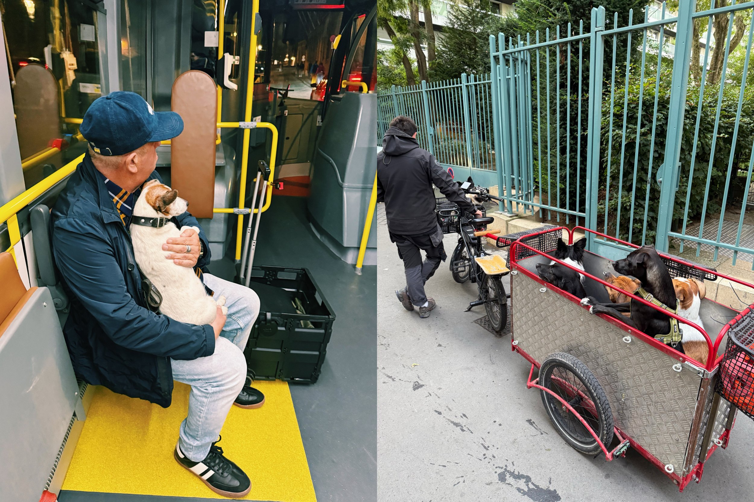 a collage of two pictures: a man with a dog on a bus, and a man with a cargo bike full of dogs