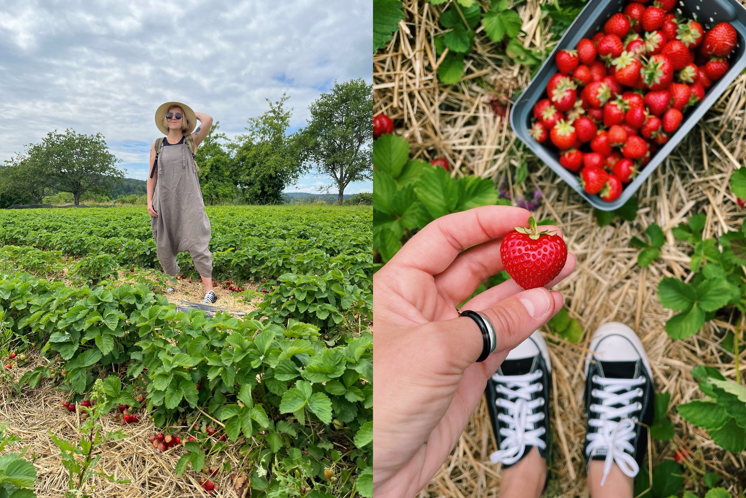 A collage of two pictures from a strawberry fields in Konstanz, southern Germany