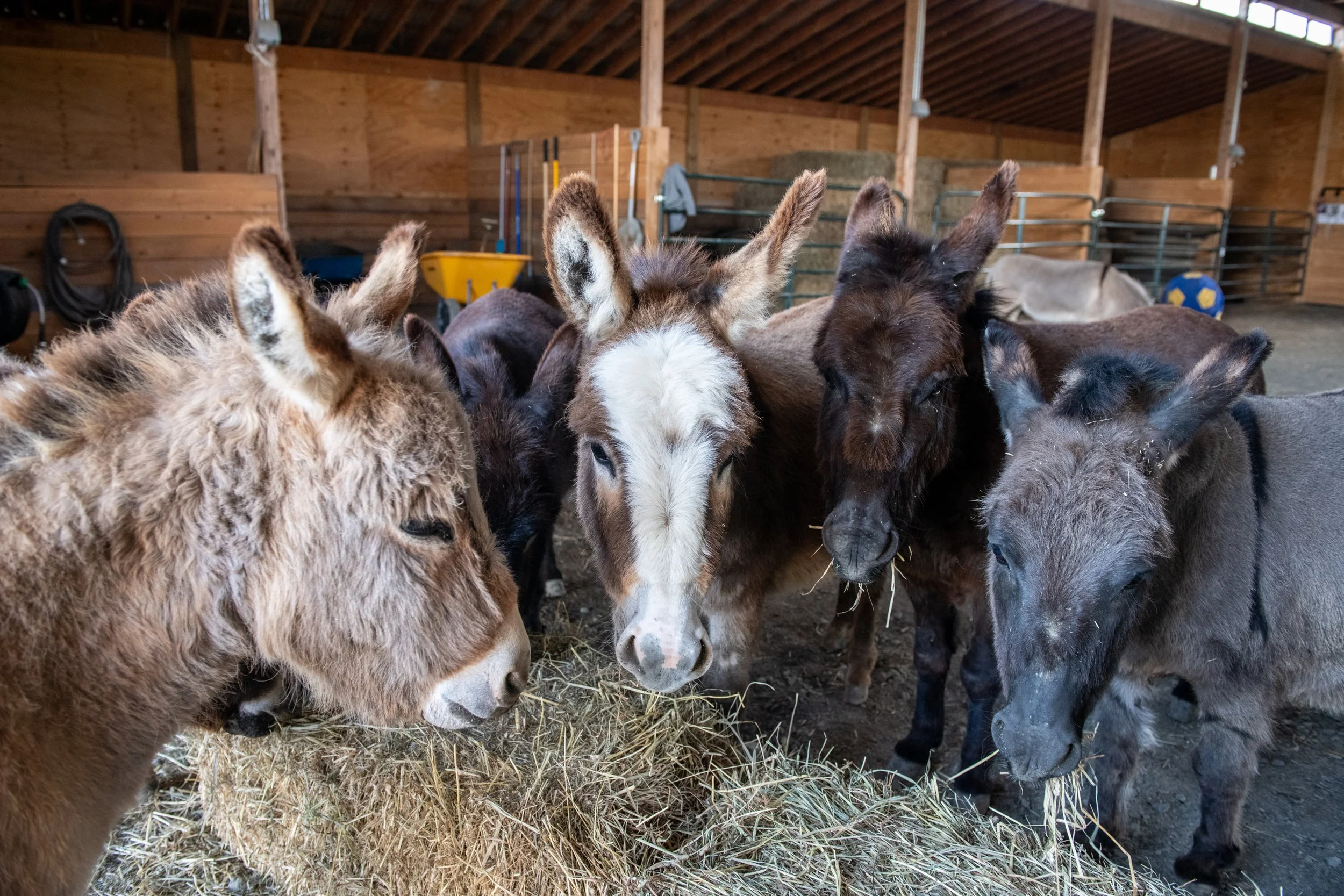 Miniature Donkeys