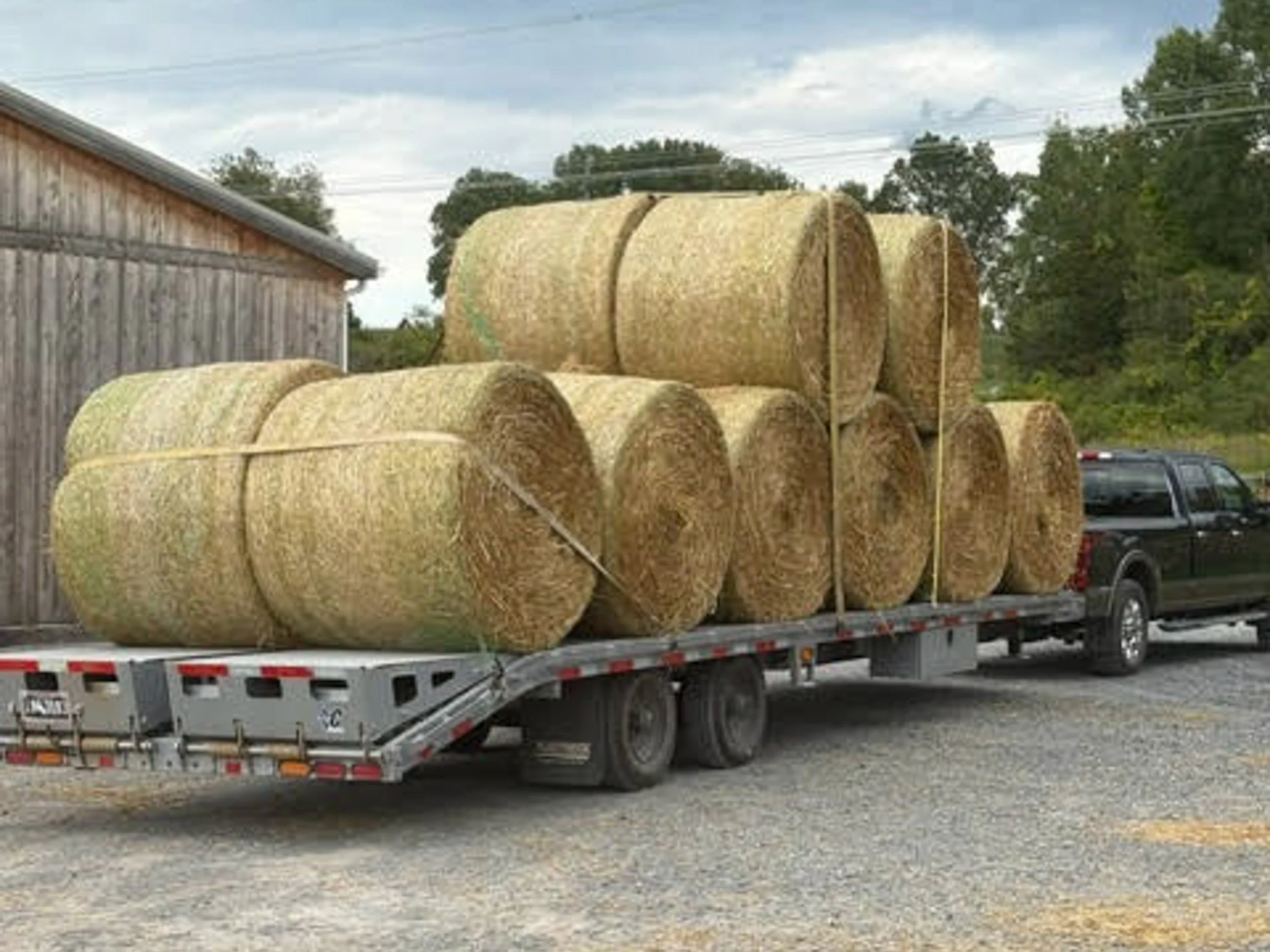 Horse Hay