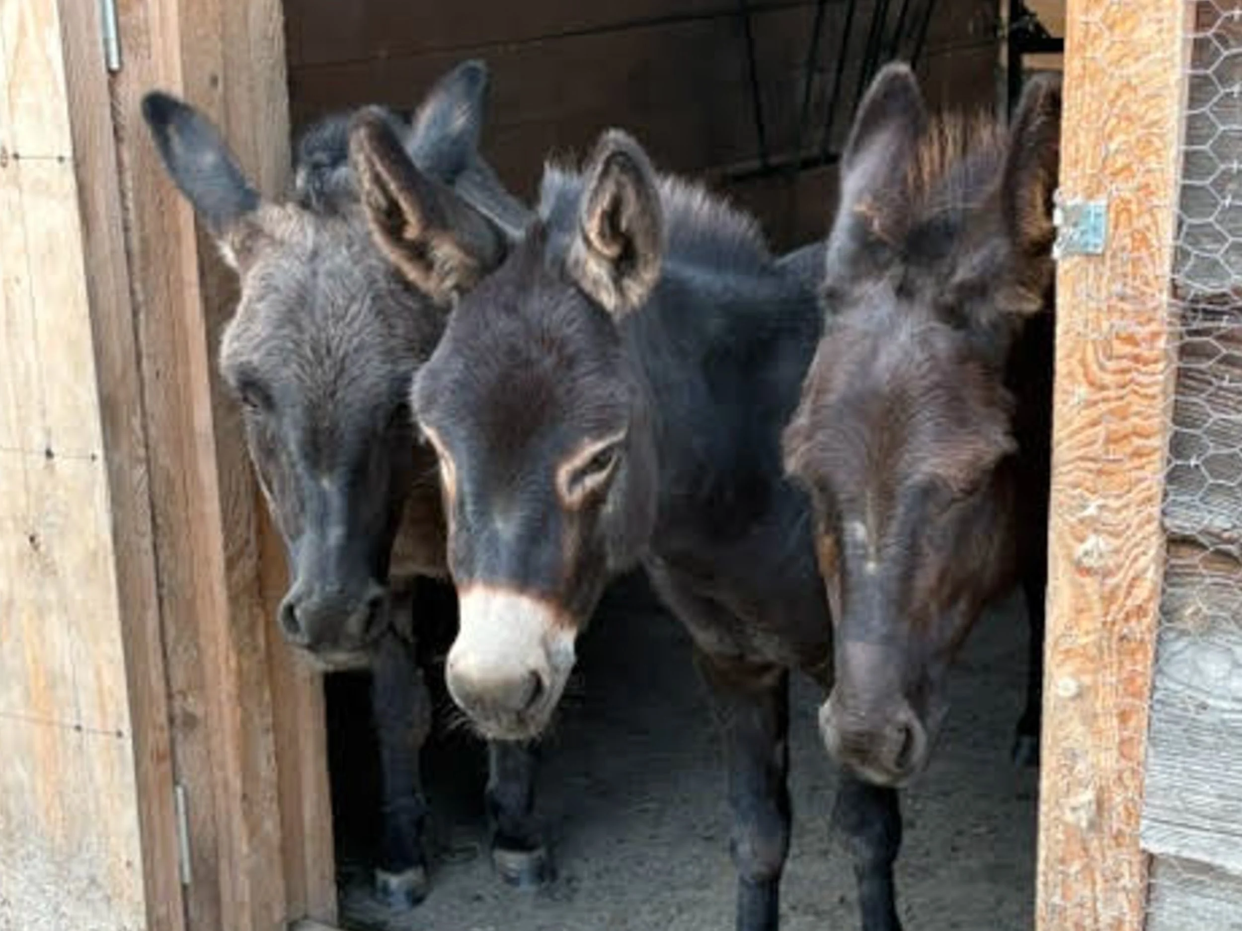 Miniature Donkeys