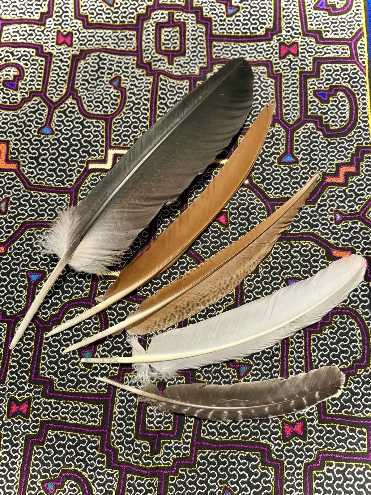 Assorted Feathers