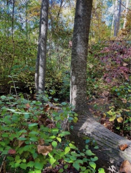 The Stream Team 2.0: Introducing Chapel Hill’s Newest Water Quality Monitors