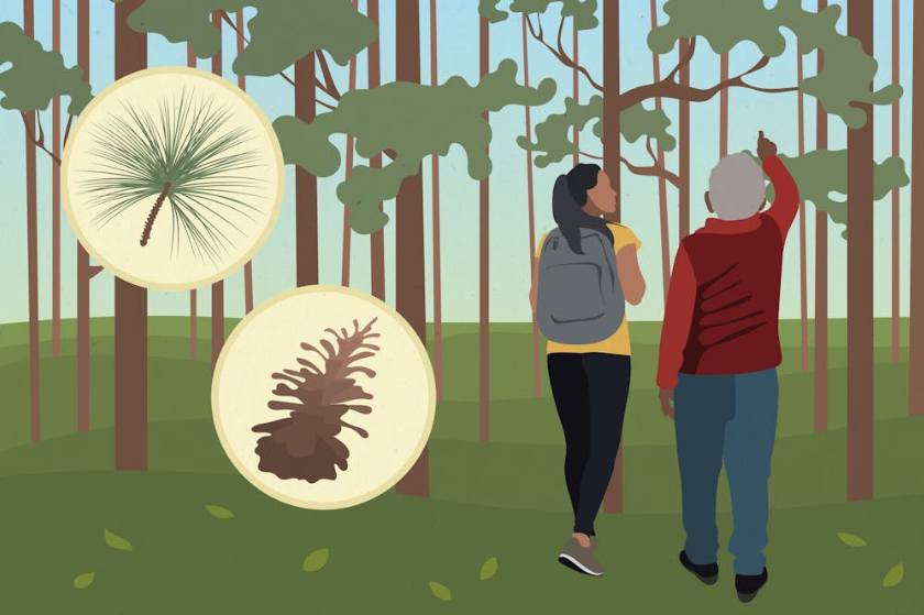 North Carolina Botanical Garden explores Southern history through longleaf pines