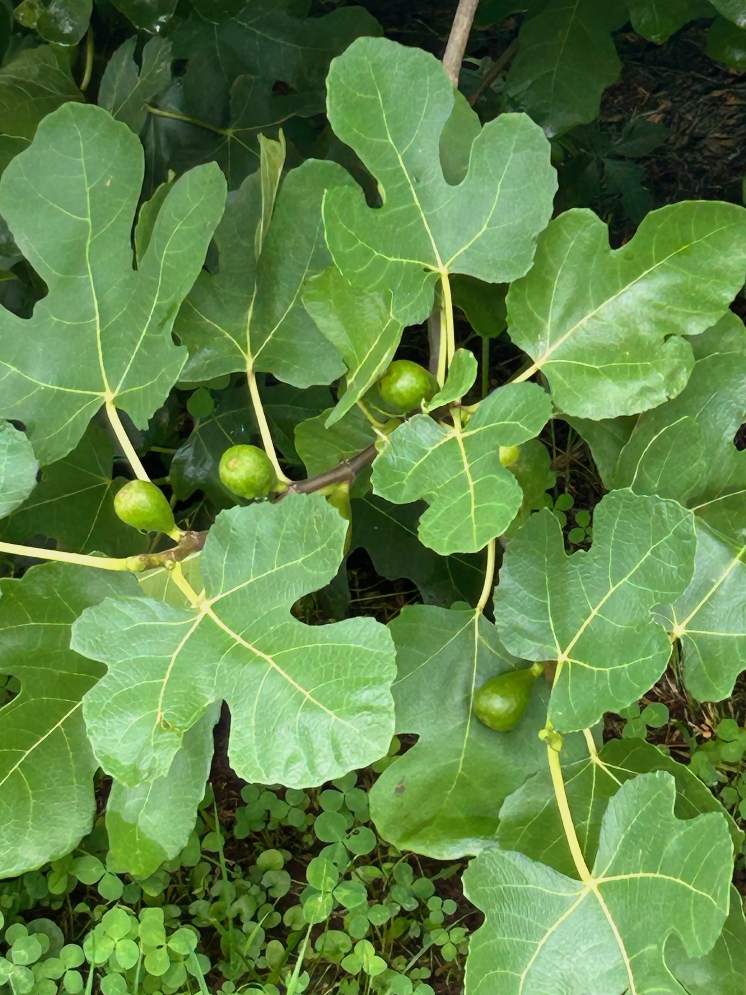 Summer Book Club at the Farm