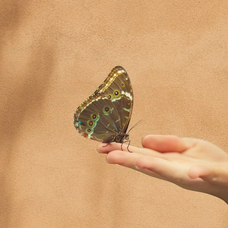 Hero image butterfly.jpg