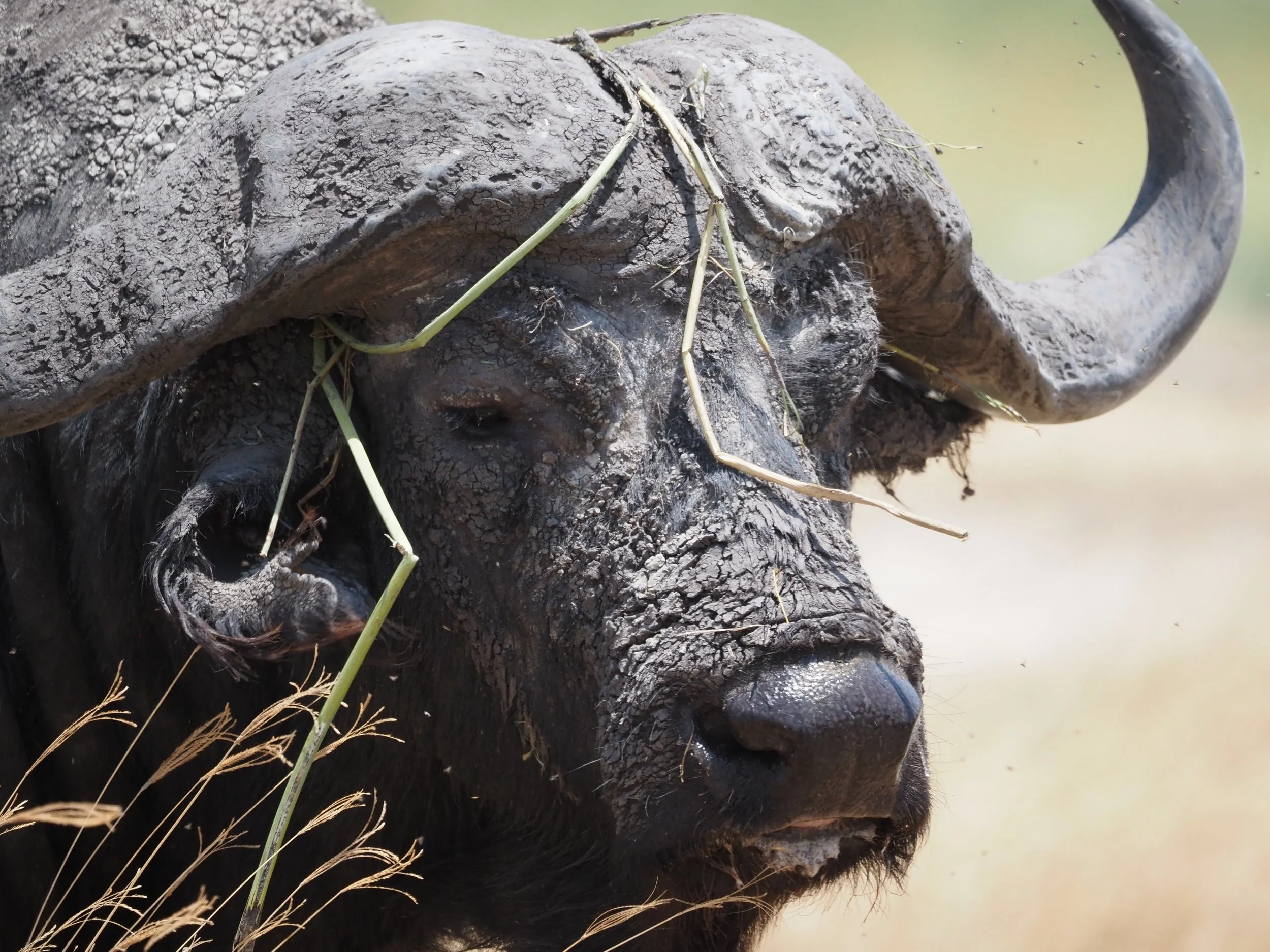 Ngorongoro Conservation Area