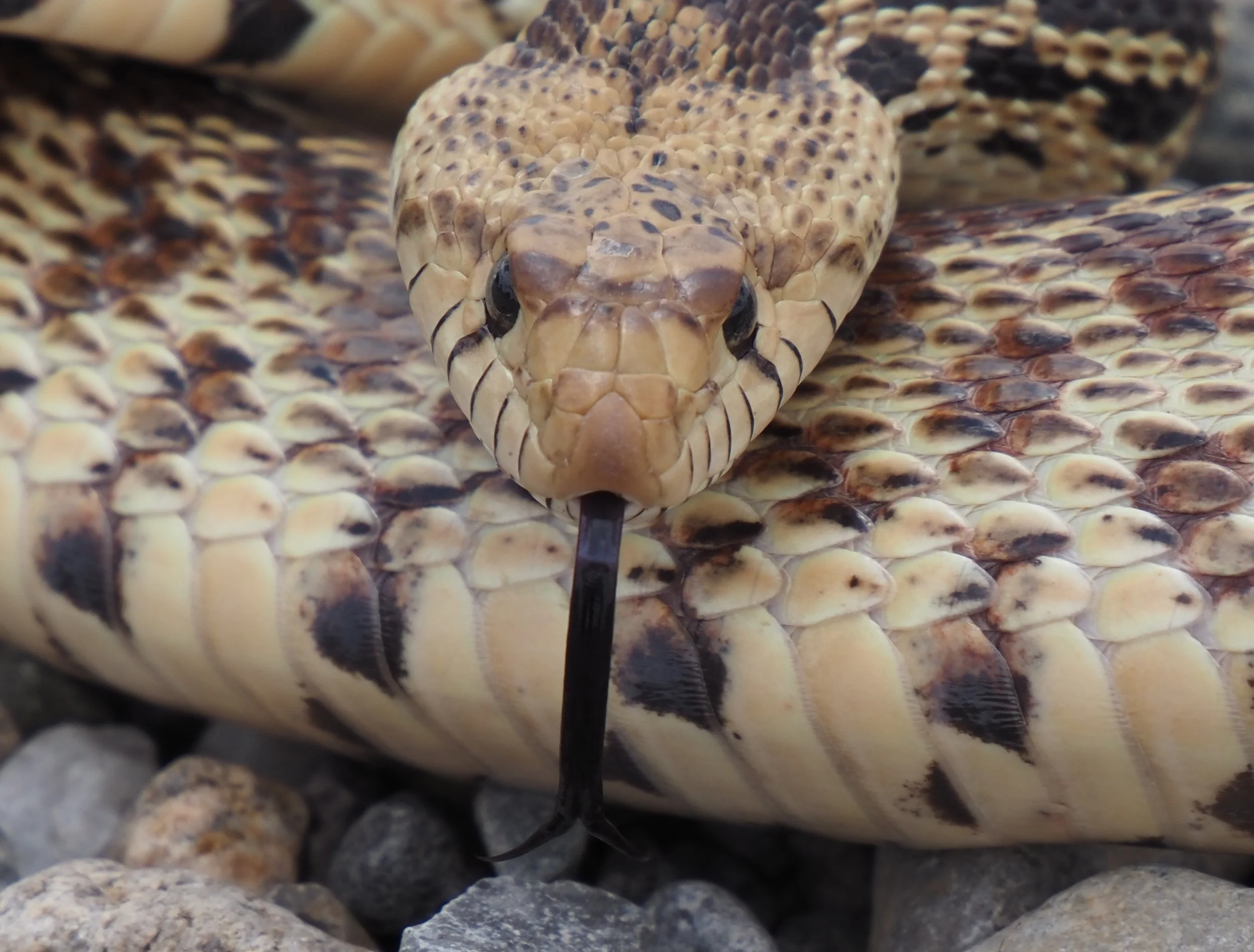 002 Bull Snake.JPEG