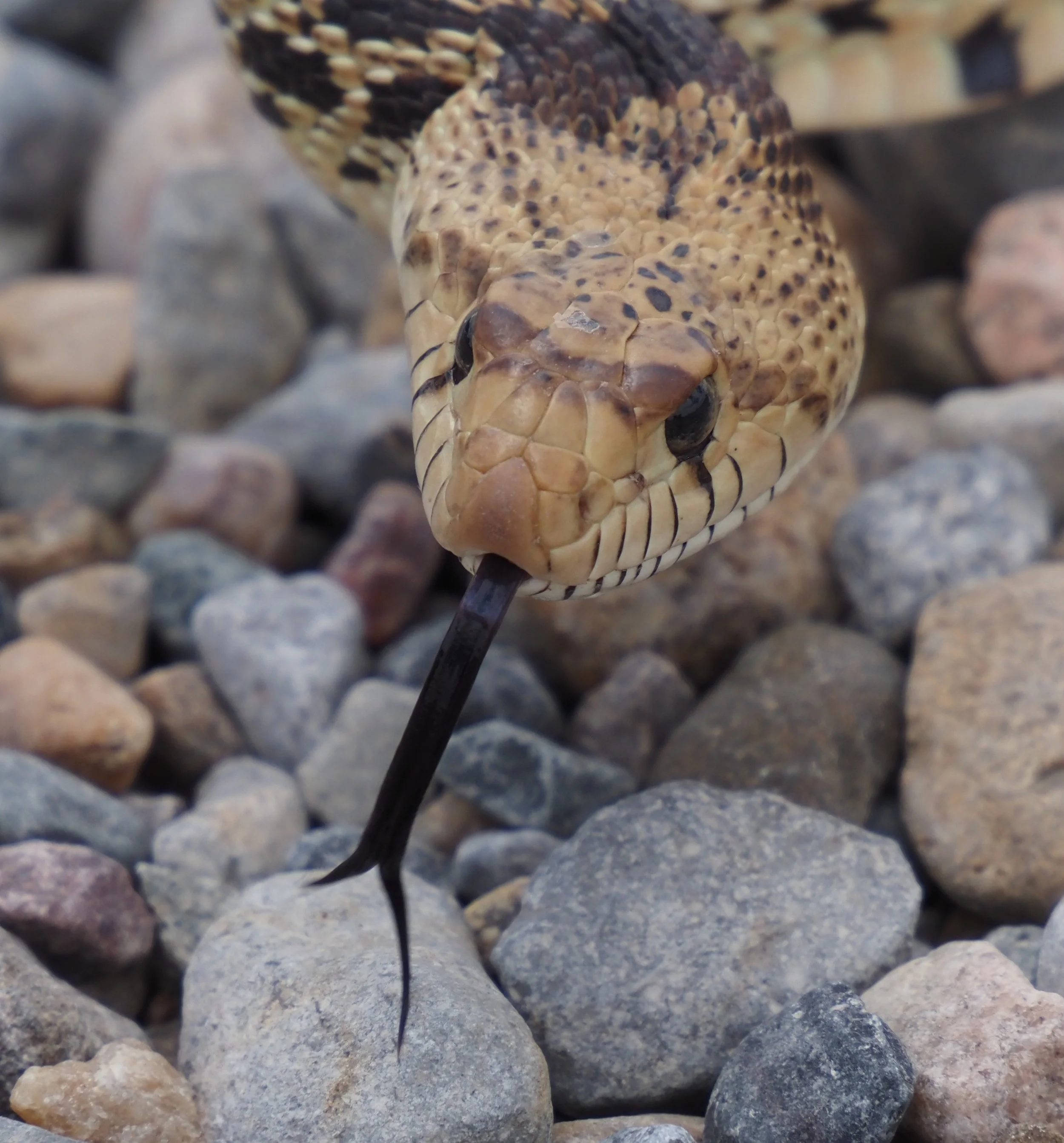 001 Bull Snake.JPEG
