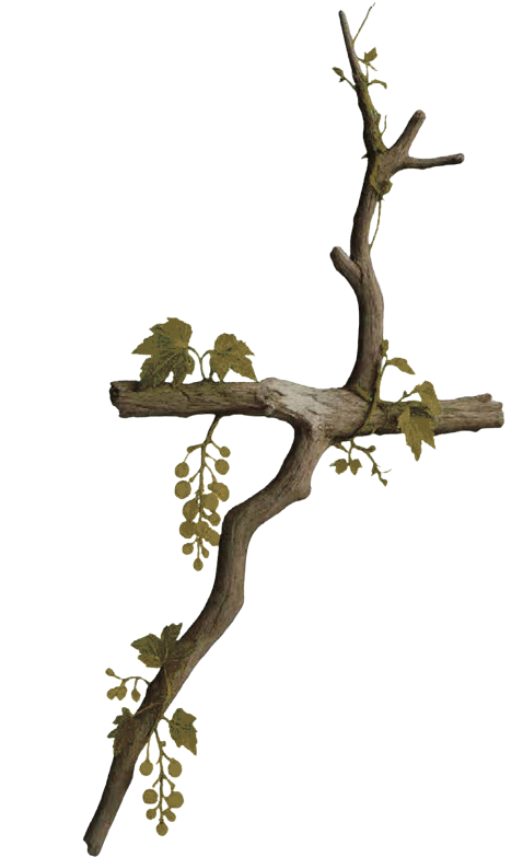A driftwood branch with green leaves and small hanging vines against a black background.
