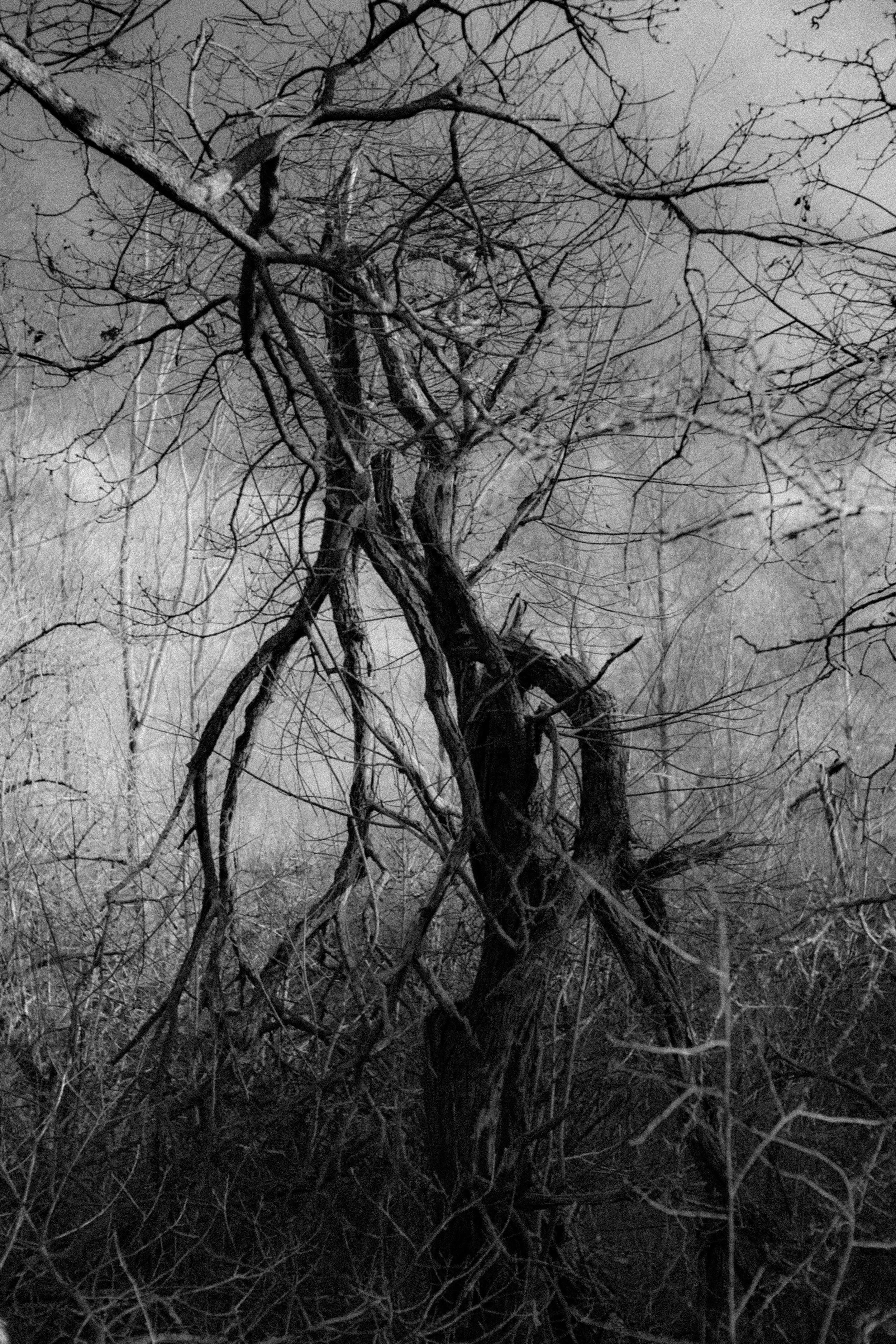 Vvilar - The Knot Tree.jpg