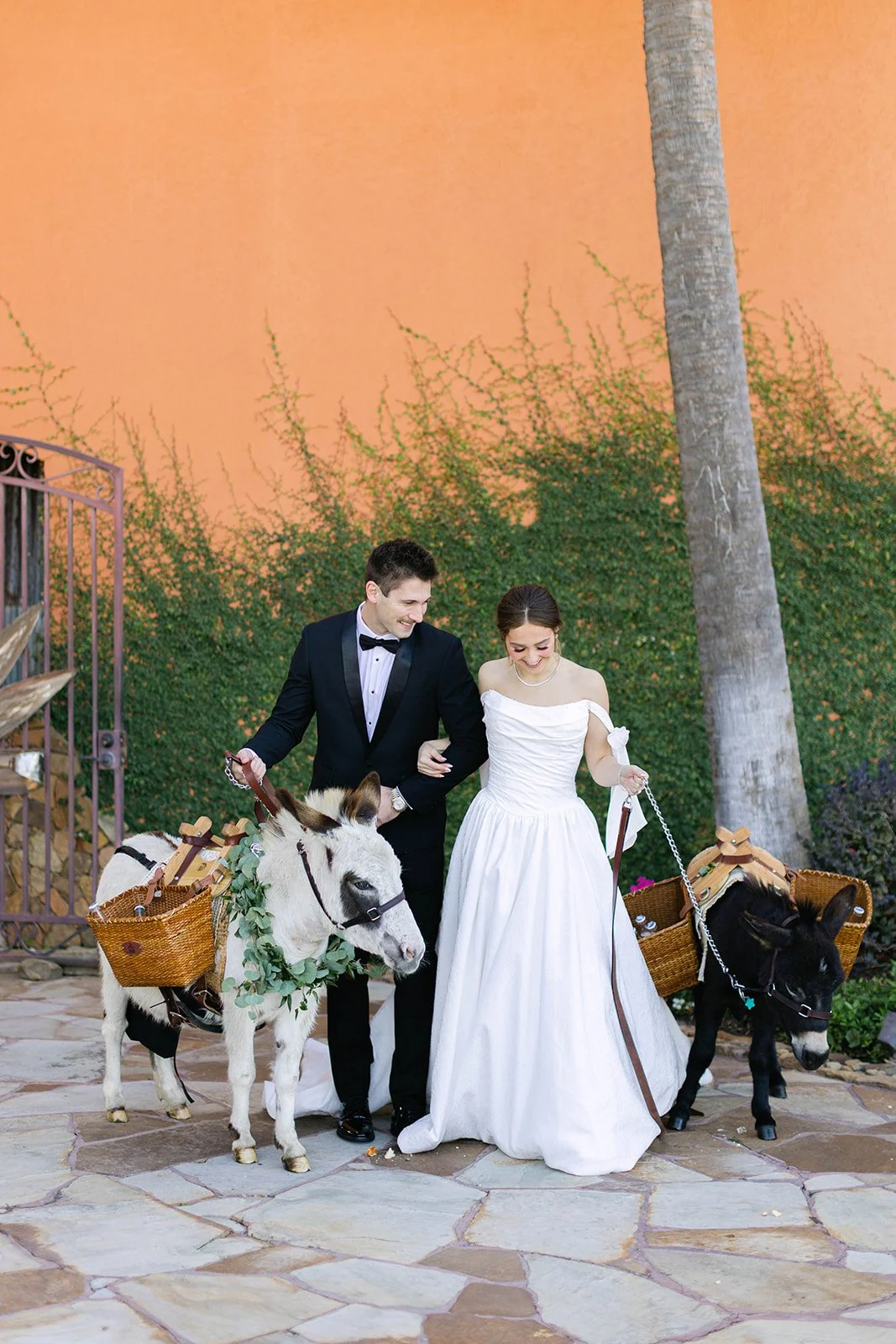 A groom wearing a black tuxedo poses with his bride and two small donkeys while smiling at Agave Estates in Houston TX