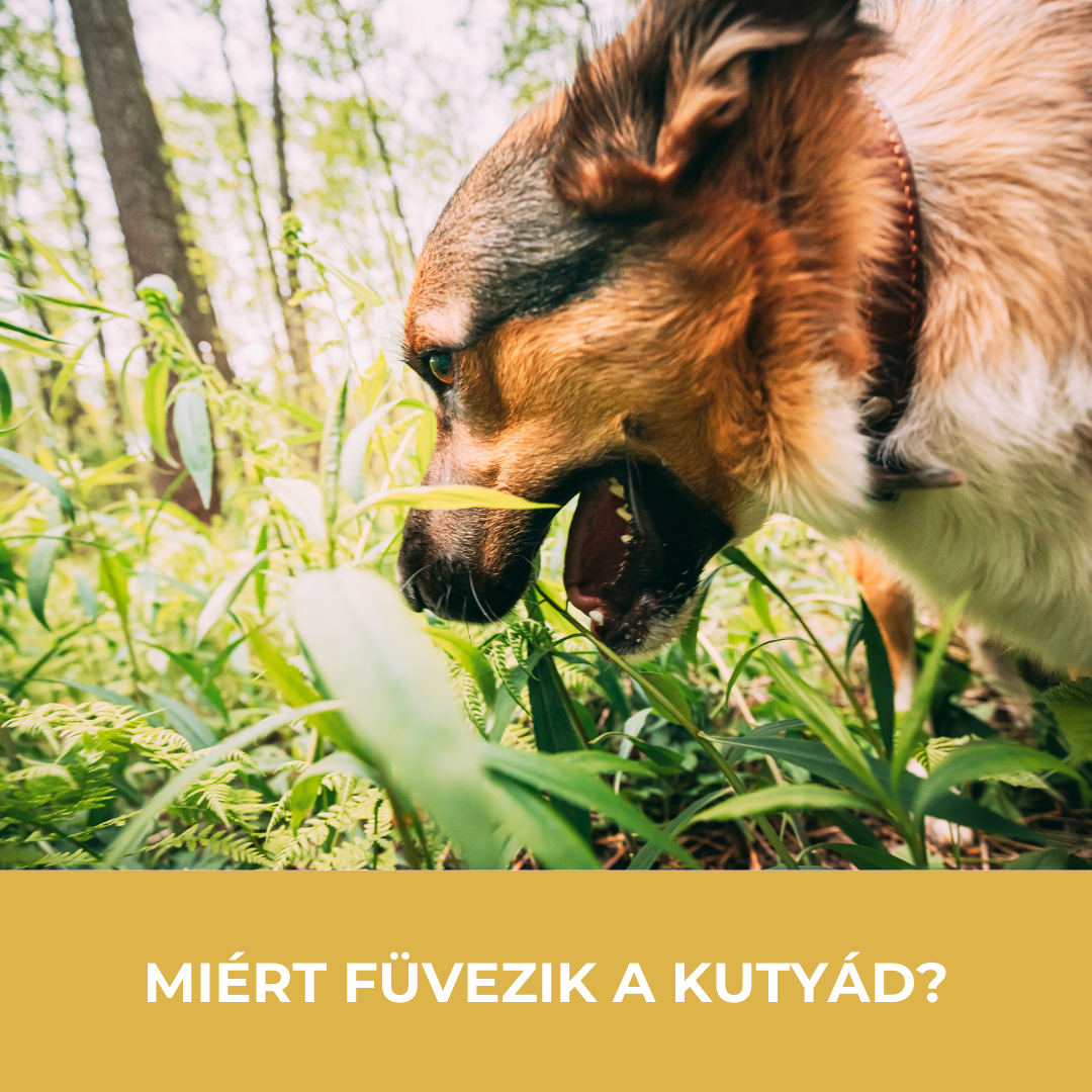 Miért füvezik a kutyád?