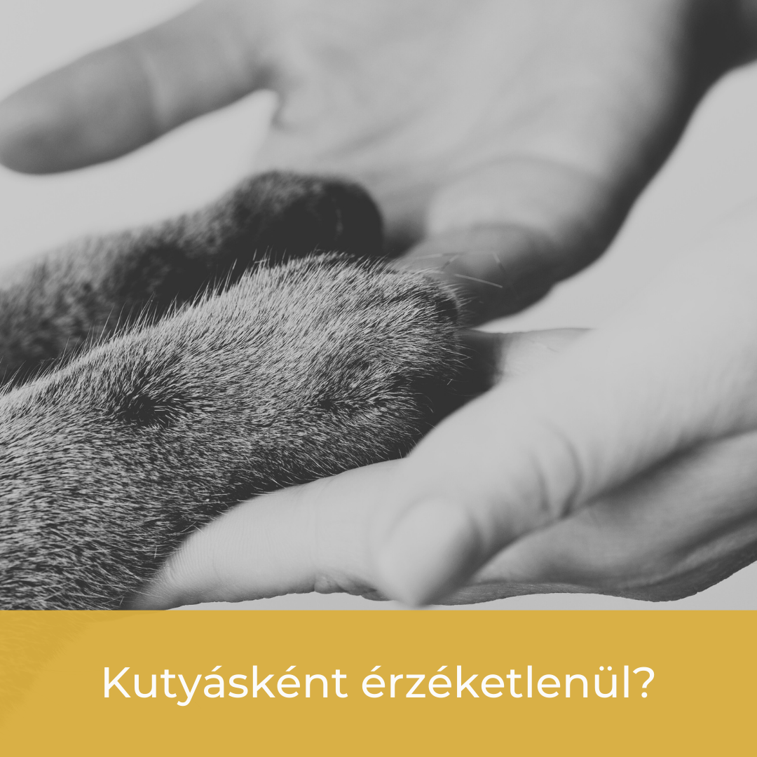 Kutyásként érzéketlenül?