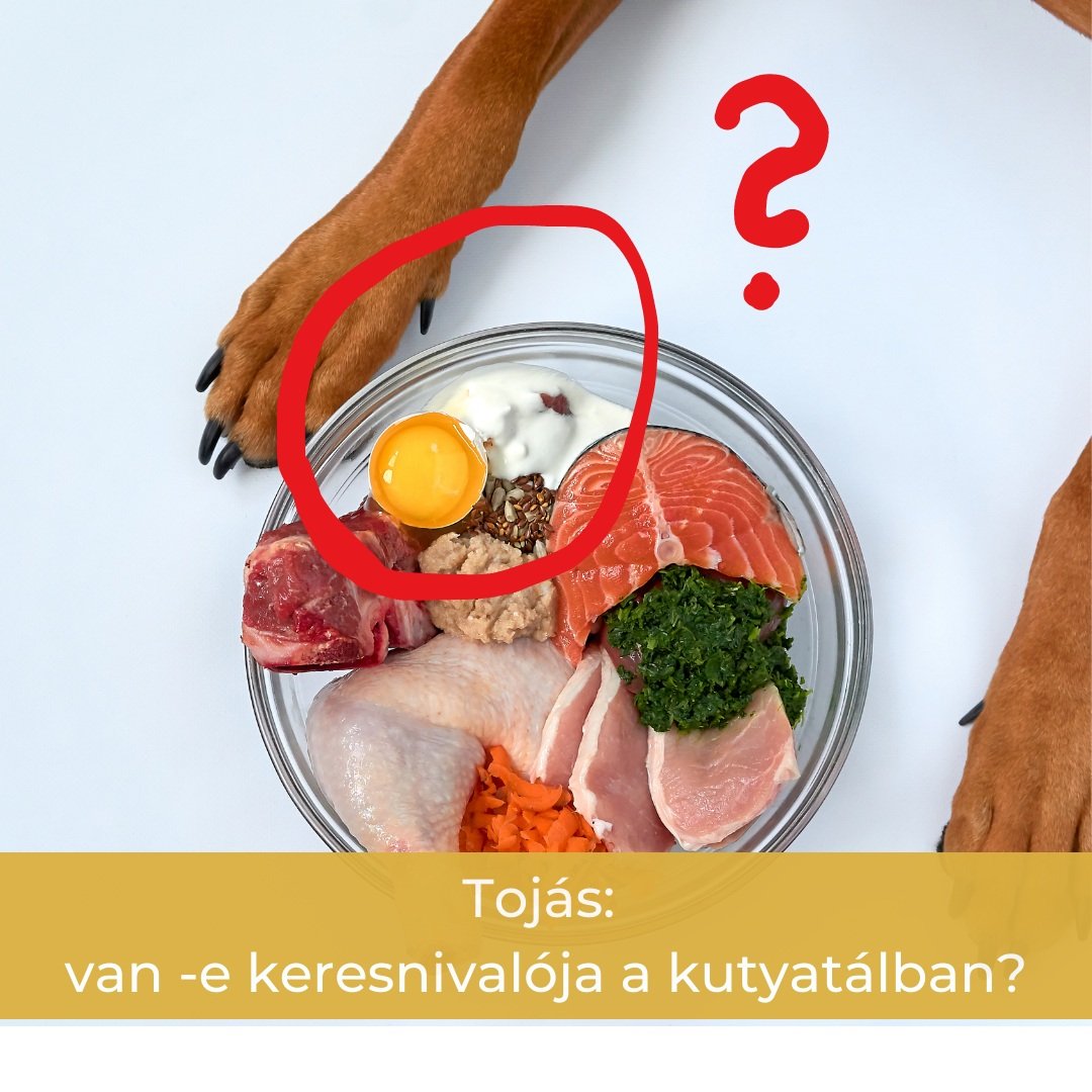 Tojás a kutyatálban?