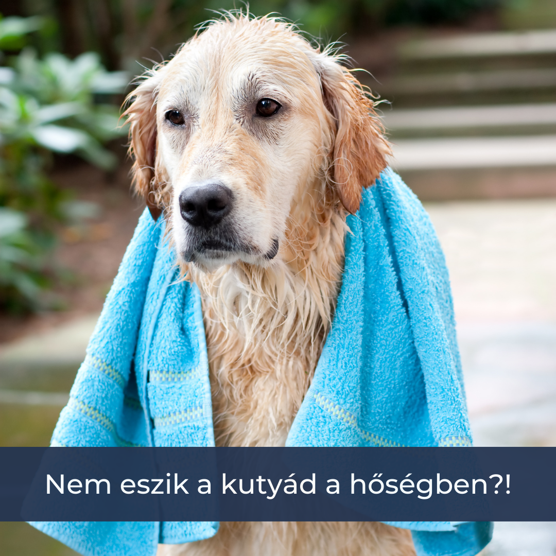 Nem akar enni a kutyád a hőségben?