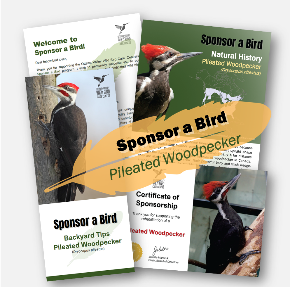 Square Ad - Pileated.png