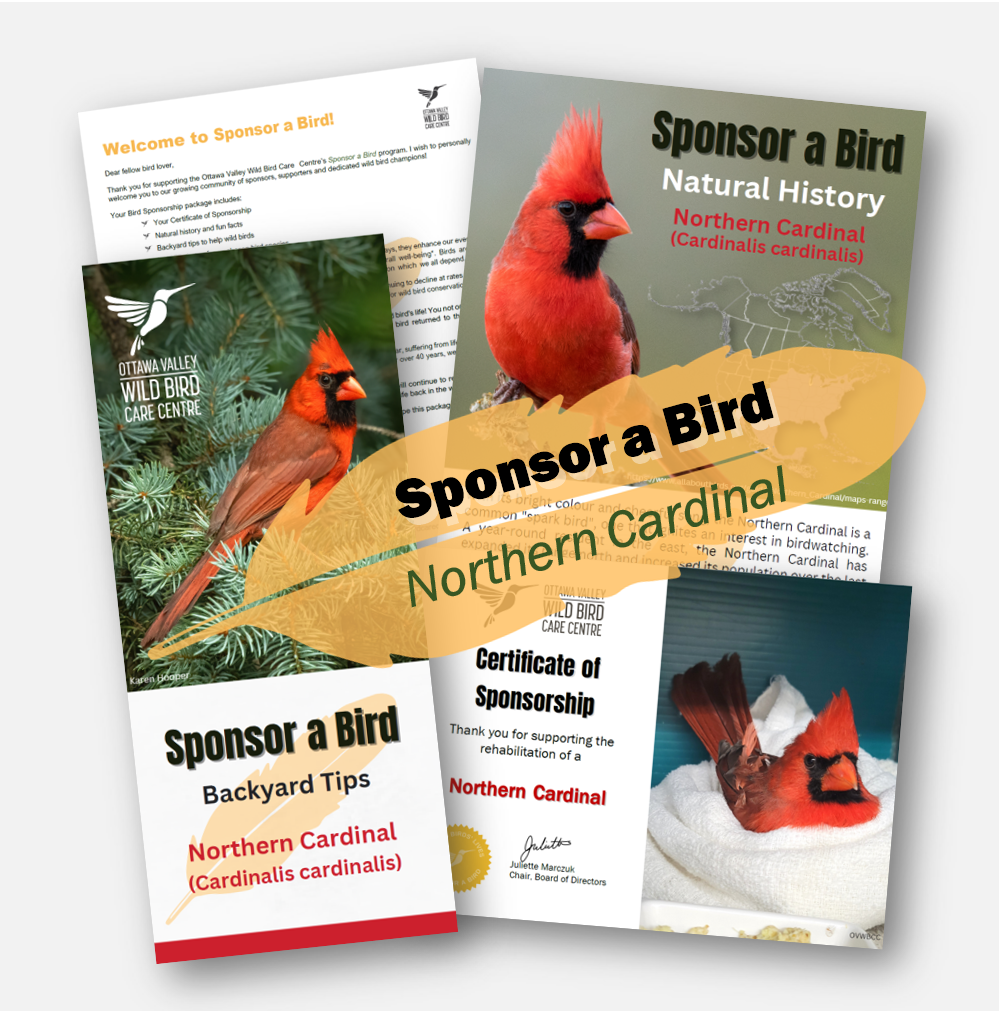 Square Ad - Cardinal.png