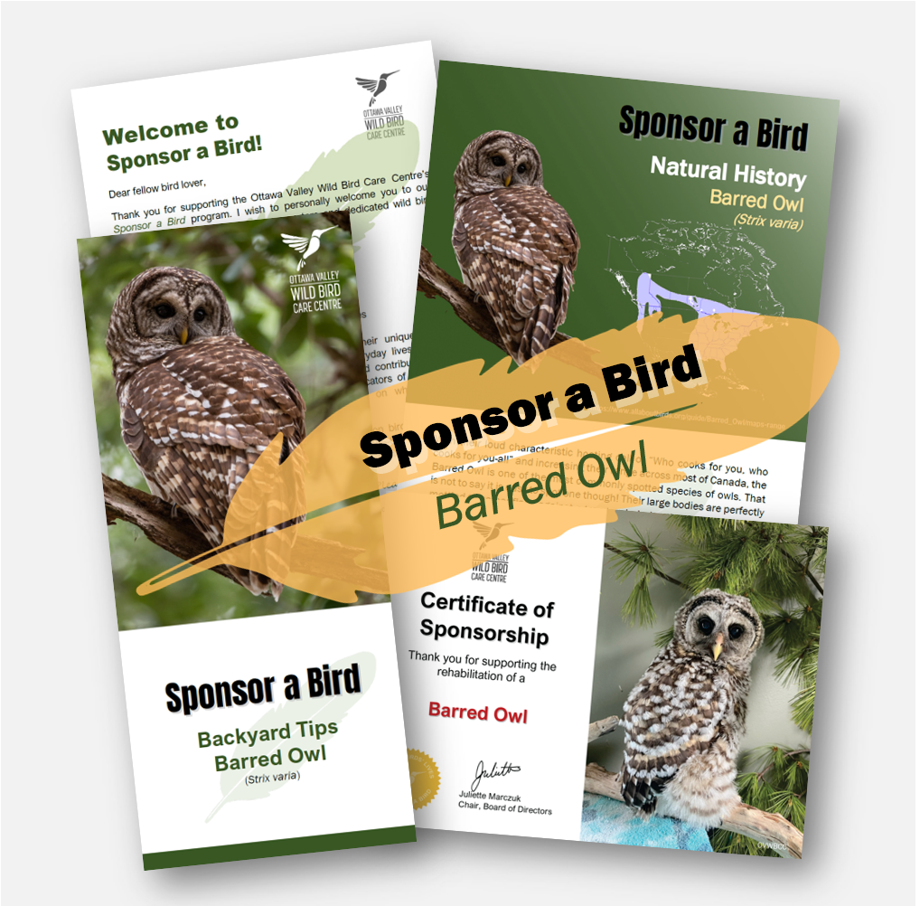 Square Ad - Barred Owl.png