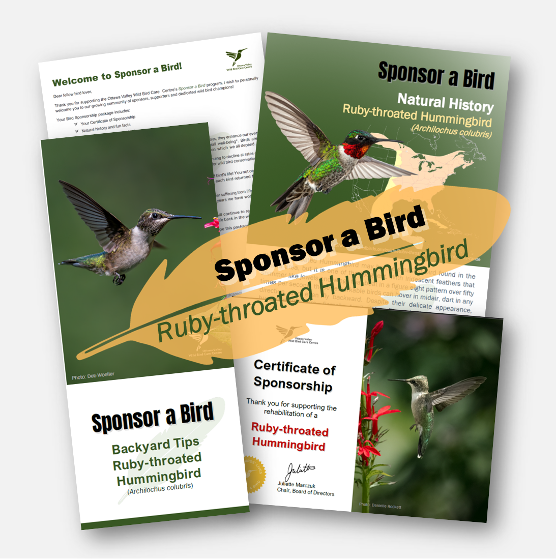 Square Ad - Hummingbird.png