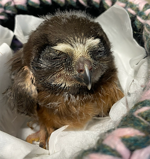 Close-up of a wet, small bird with its eyes closed, wrapped in soft fabric.