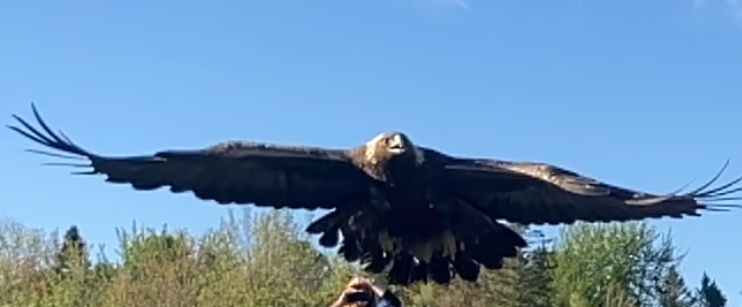 Golden Eagle Released