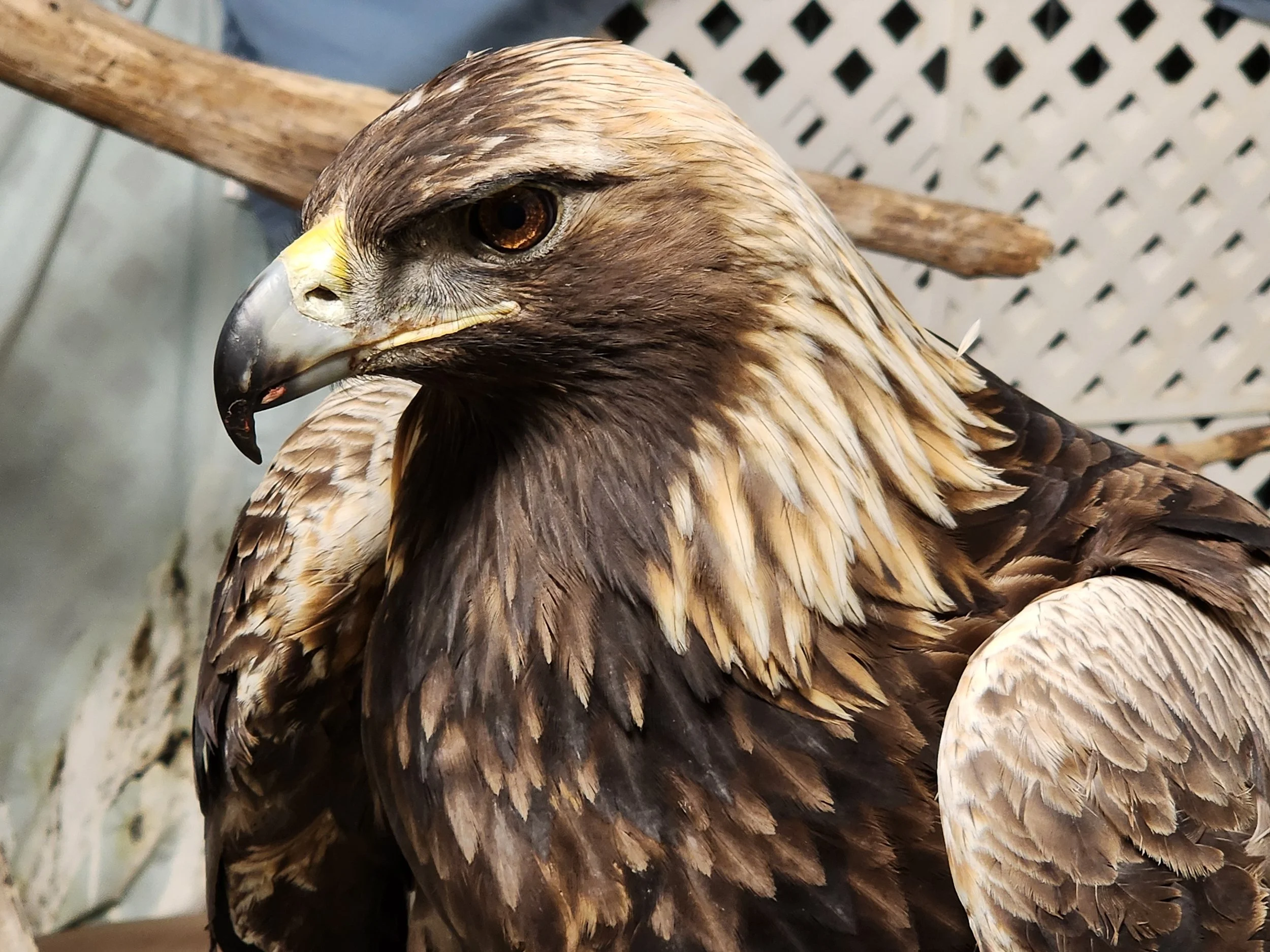 Golden Eagle closeup