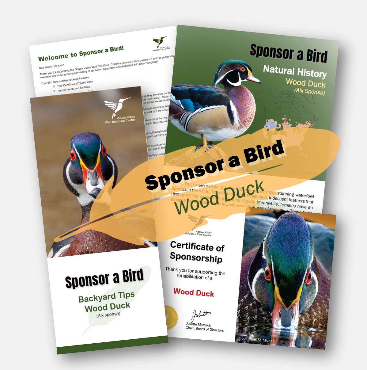 Square Ad - Wood Duck.png