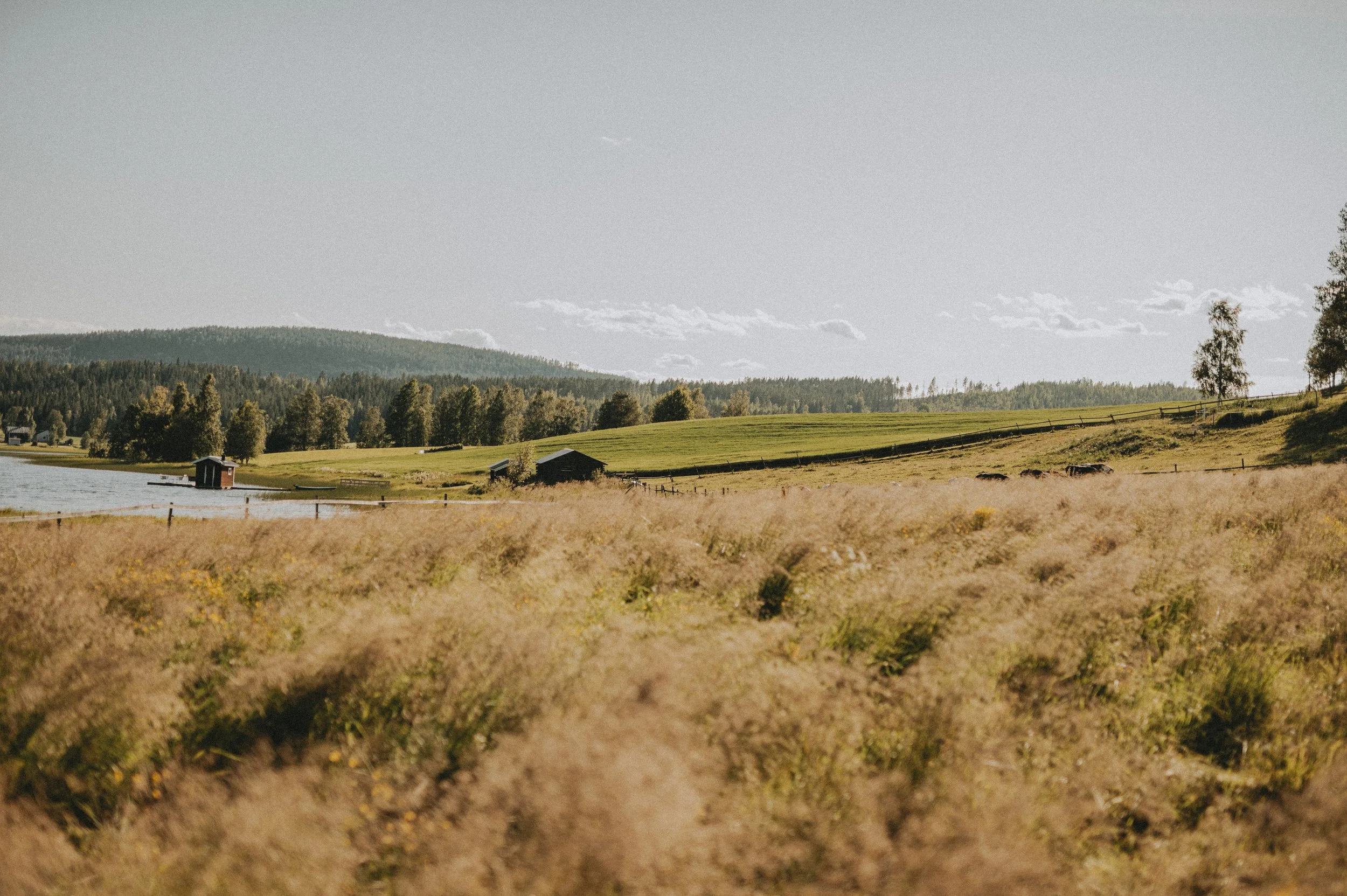 Landskap med fält, sjö, träd och skog i bakgrunden under en klar himmel.