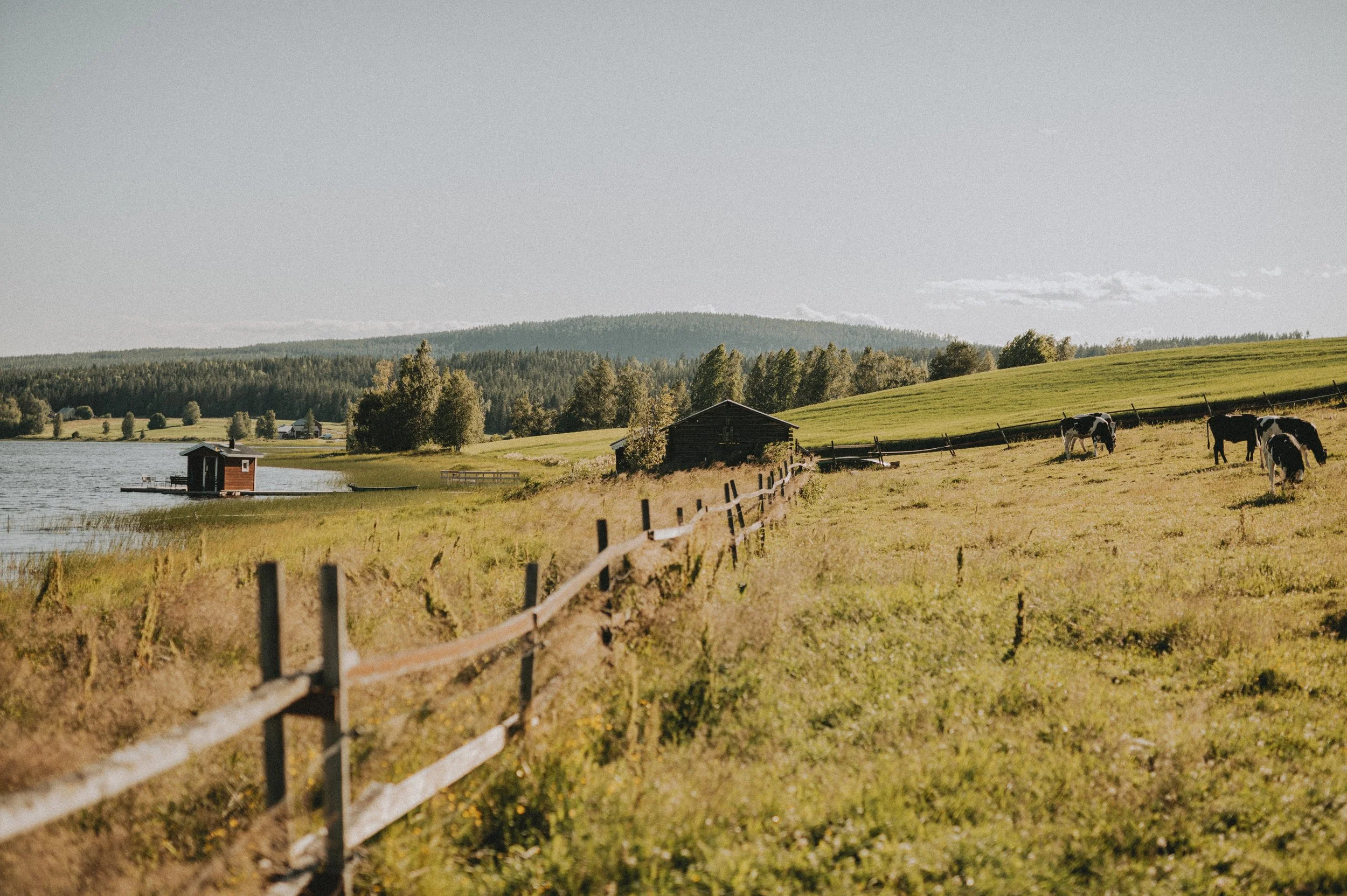 Landskap med grön betesmark, en liten sjö med flytbrygga, ett litet rött hus vid vattnet, några kor betande, lågt stängsel längs med betesmarken, träd och kullar i bakgrunden, en klar himmel.