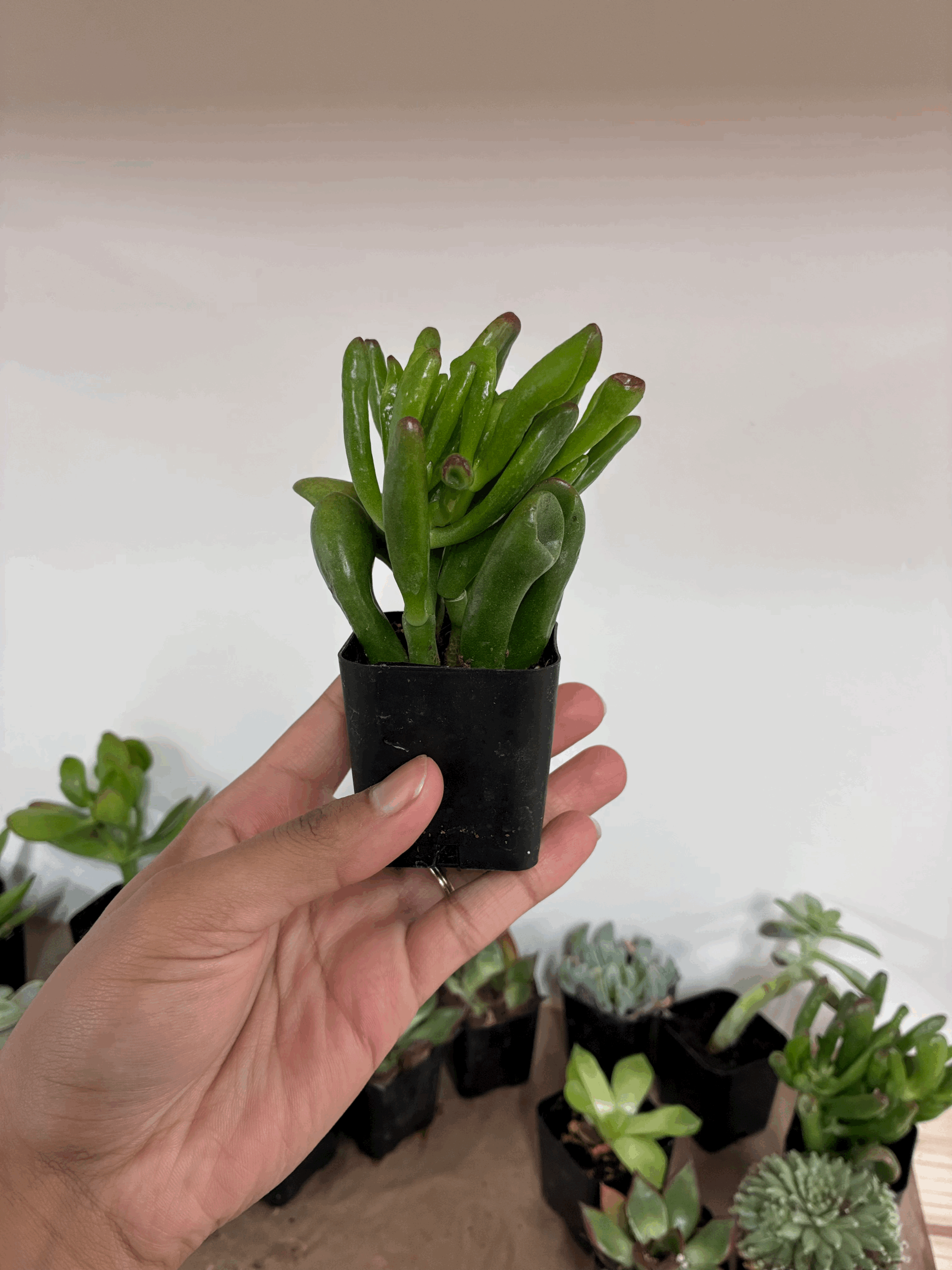 image.gif