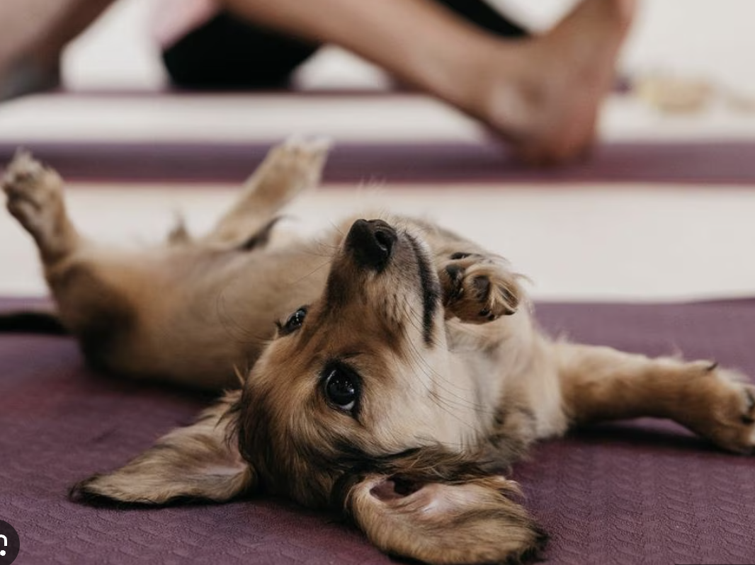 YOGA + PUPPIES!