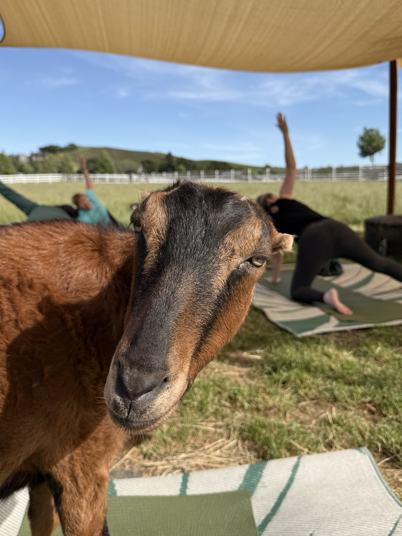 Screenshot 2026-04-21 at 8.01.33 AM.png