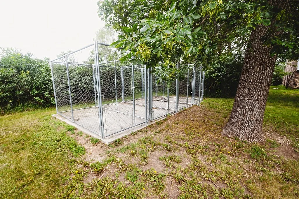 Dog runs in backyard