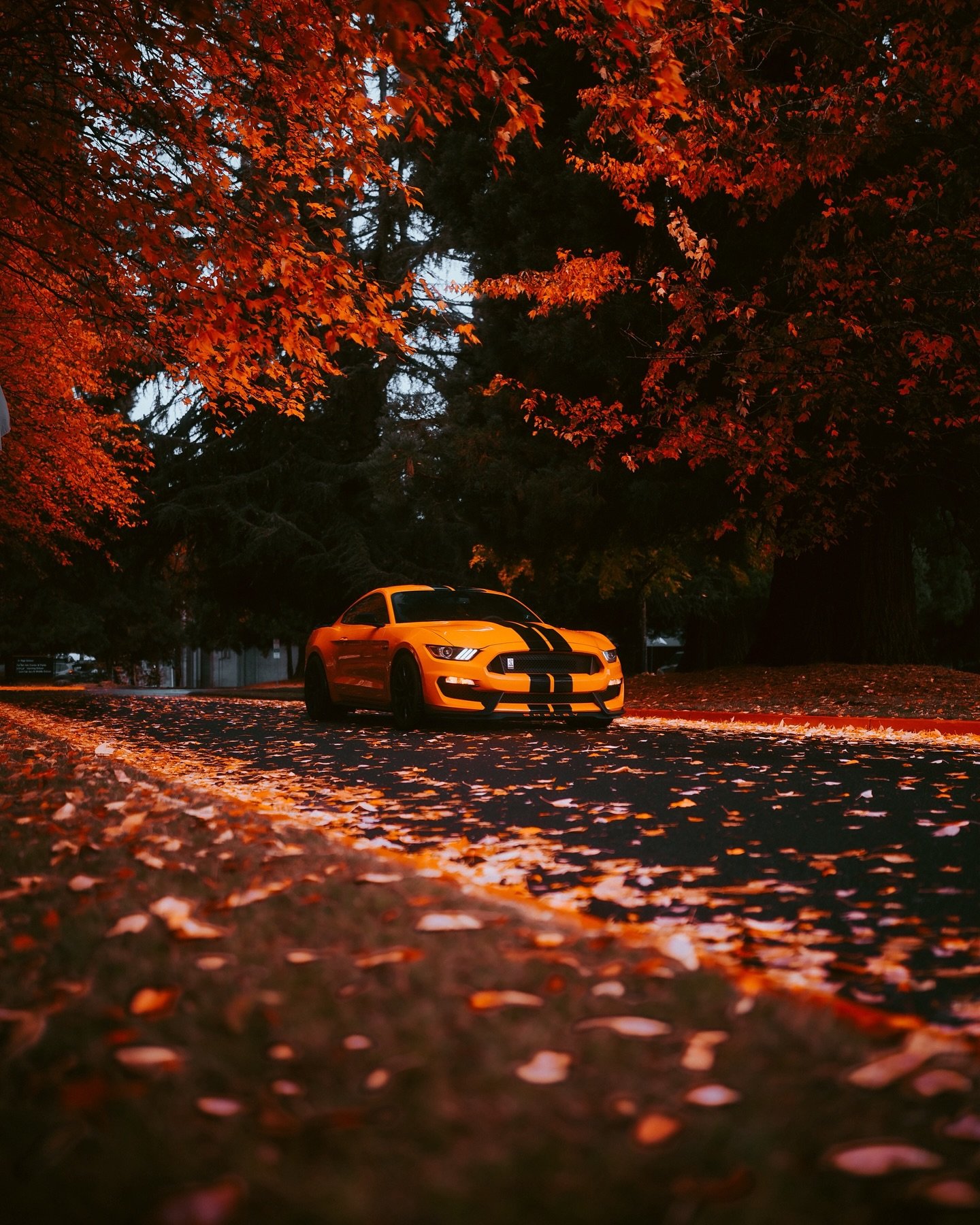 This wasn&rsquo;t even the spot&hellip;. 🍁
Day 3 of 365 was supposed to be Fall related and this spot turned out insane took a bit longer to edit these than I would have liked but let me know what y&rsquo;all think!
.
Shot on @sonyalpha A7CR with @s