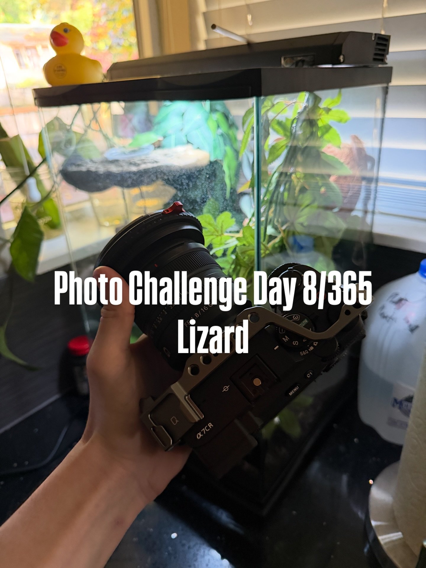 Day 8/365 shots my roommates lizard would be cool to do Wildlife photography in a really nice place!
Can&rsquo;t wait to see what day I&rsquo;m on in 365 days&hellip;.
.
All these were shot on my @sonyalpha A7CR with @sony 35mm GM lens and edited wit