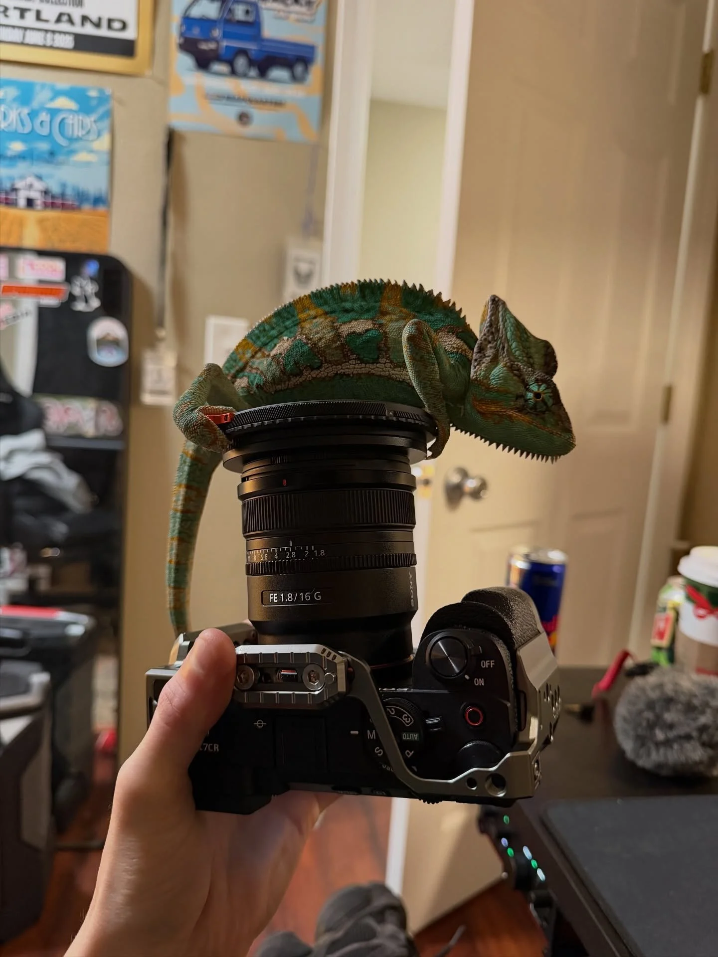 Felt cute might delete later&hellip;
Photography challenge day 14/365 my chameleon Rango he doesn&rsquo;t like to be in front of the camera just on it&hellip; 😭
.
Shot on my @sonyalpha A7CR with a @sony 16mm G lens and edited with my @lightroom pres