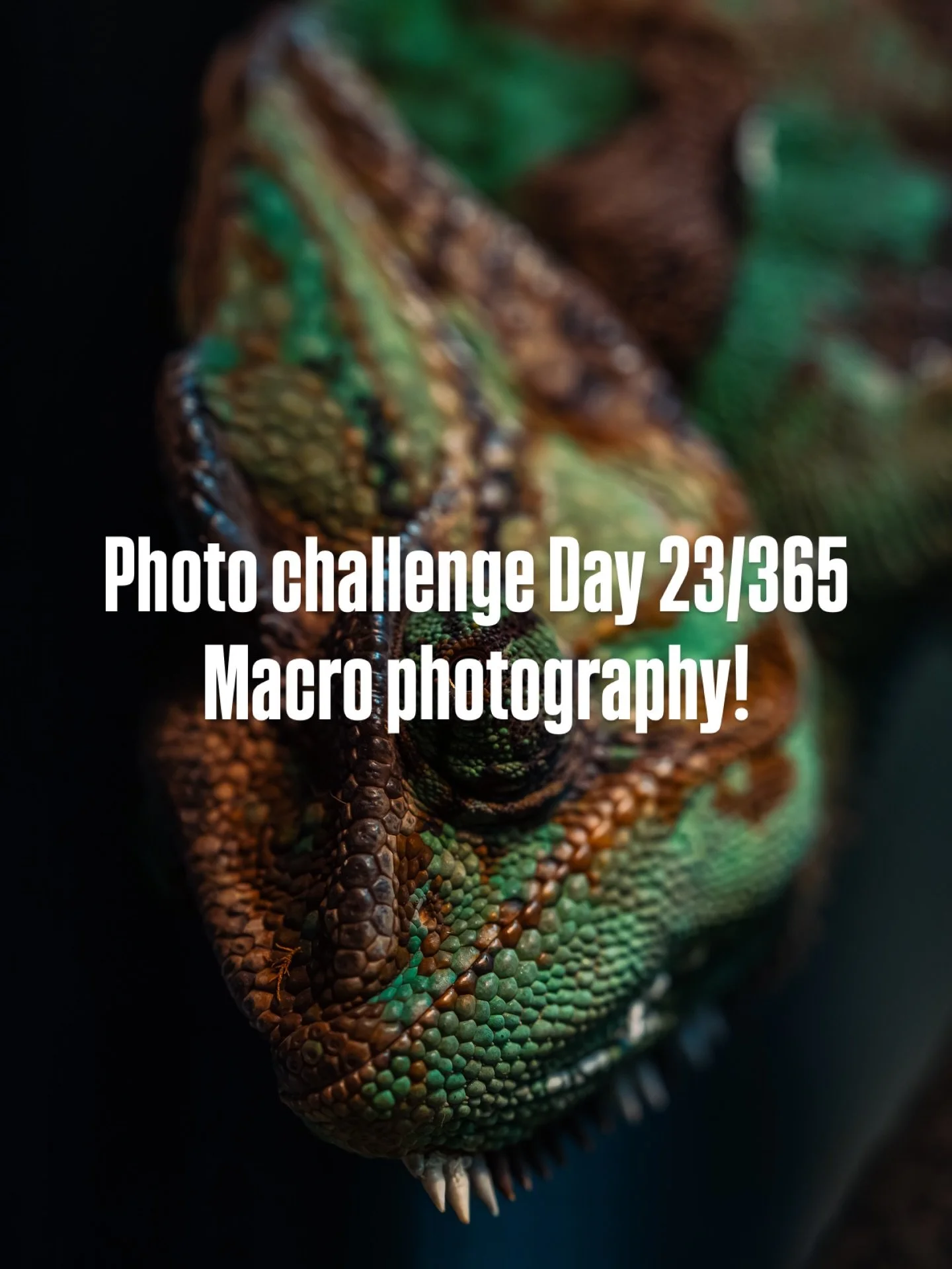 Day 23/365 is gonna be for @sonyalpha.anz for their #sony12daysofgmasterday6 Macro photography challenge here&rsquo;s my chameleon Rango!
.
Seemed like the perfect opportunity to try the @sony 90mm G Macro lens curtesy of @s4fedriver thanks for letti