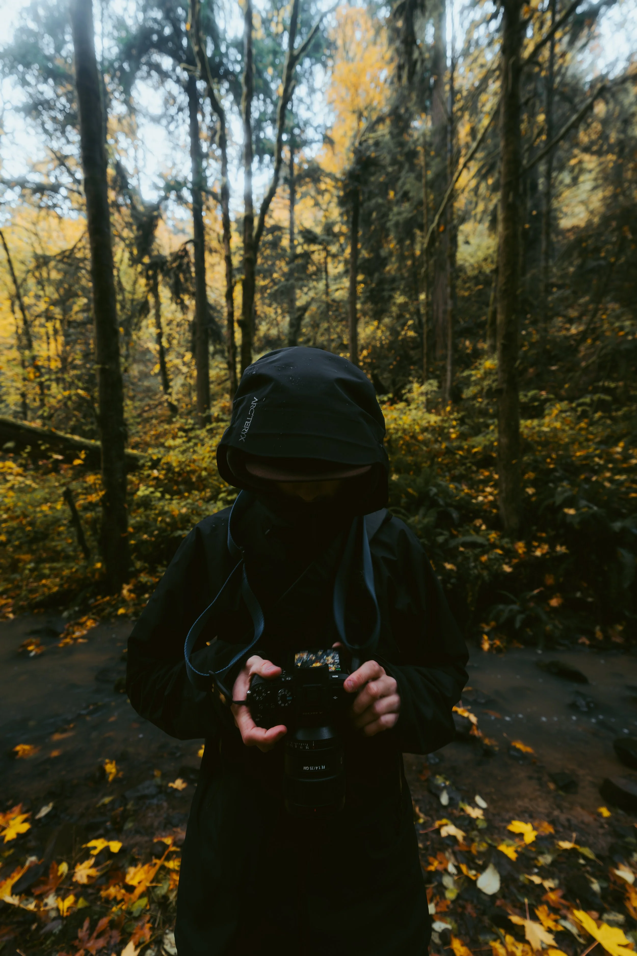 Person wearing a black jacket and a hood, holding a camera in a forest with yellow autumn leaves.