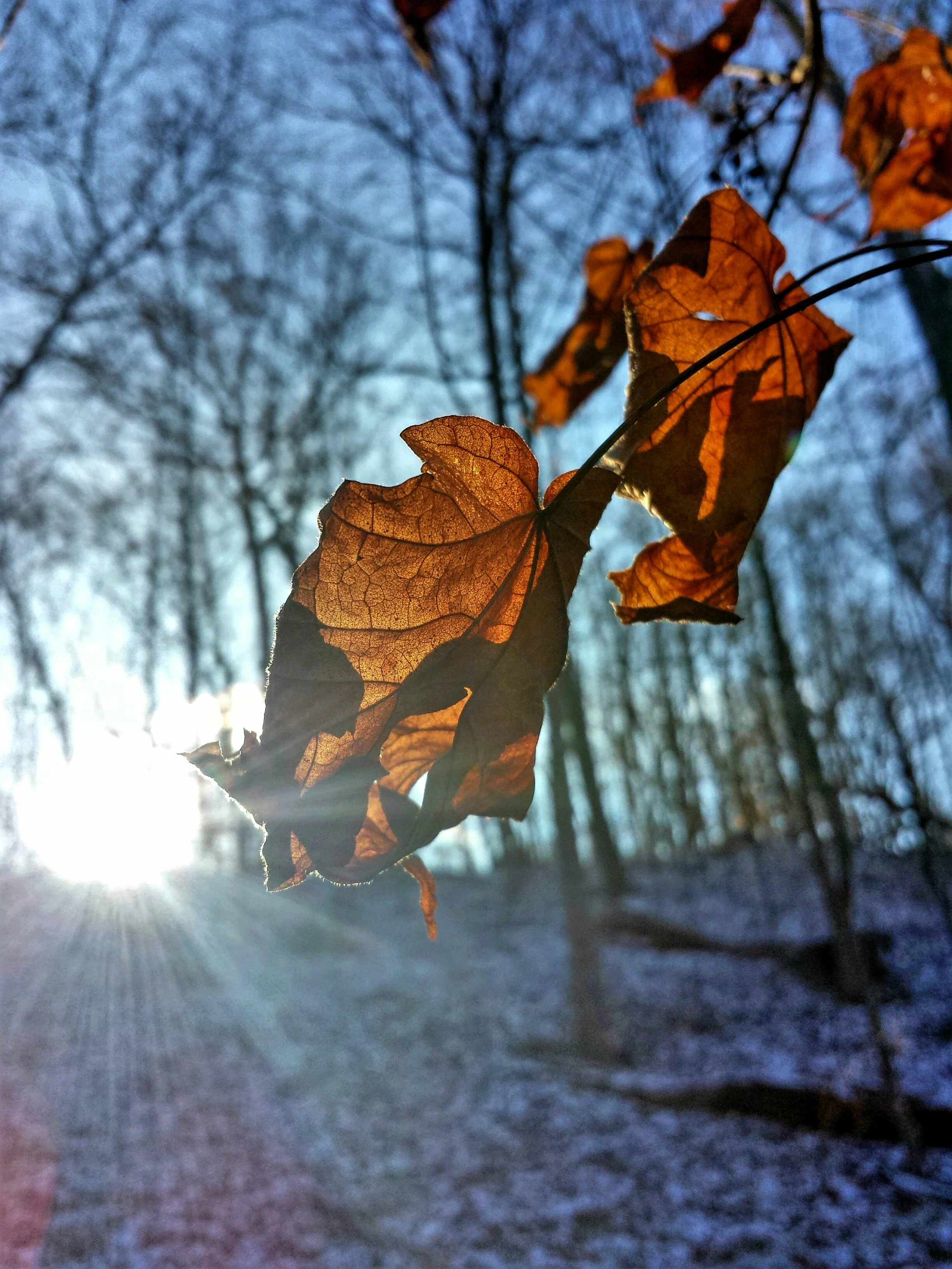 Leaves and sunshine
