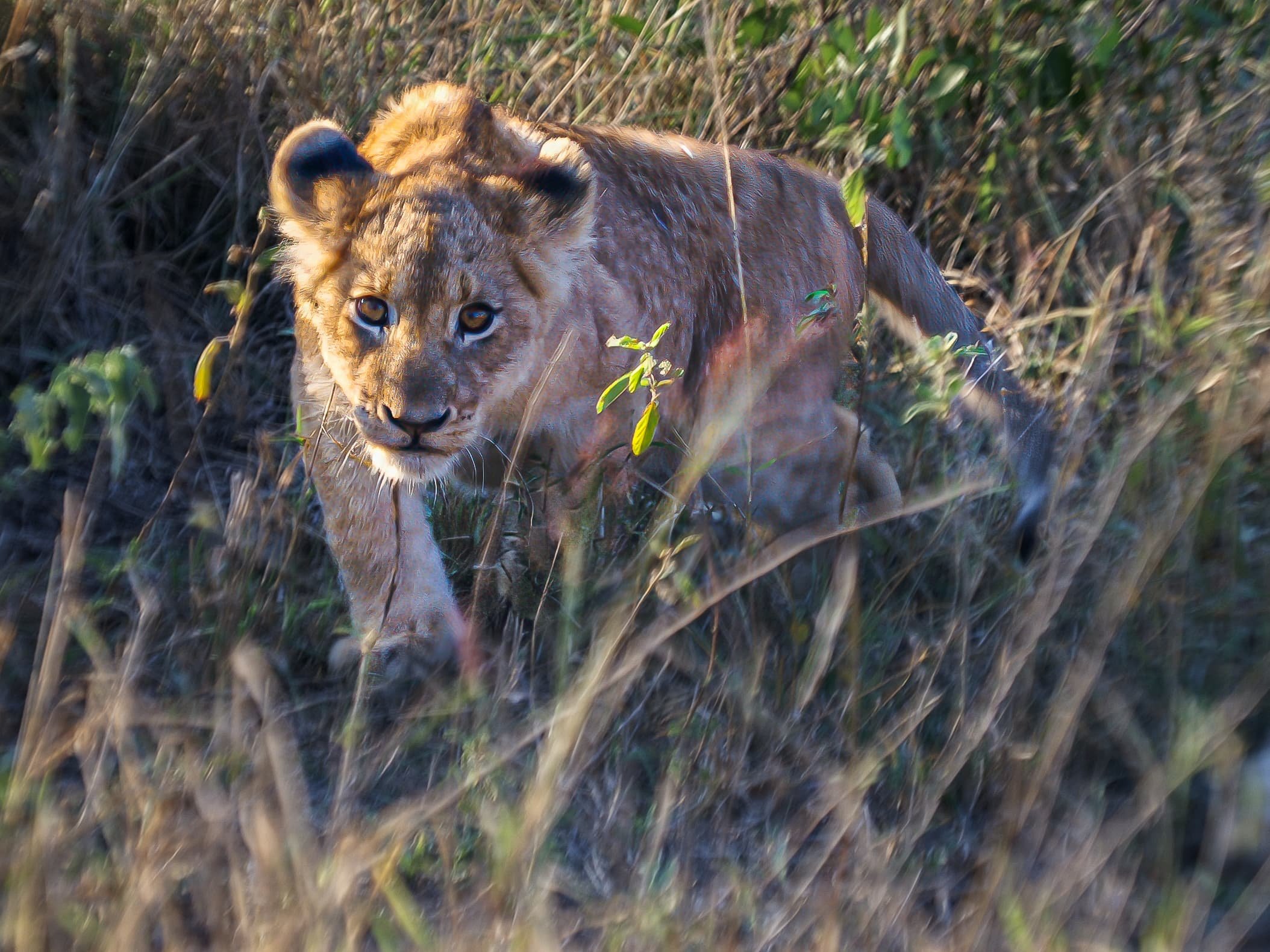 Zuid-Afrika Sabie Sand_0338-bewerkt-1.jpg