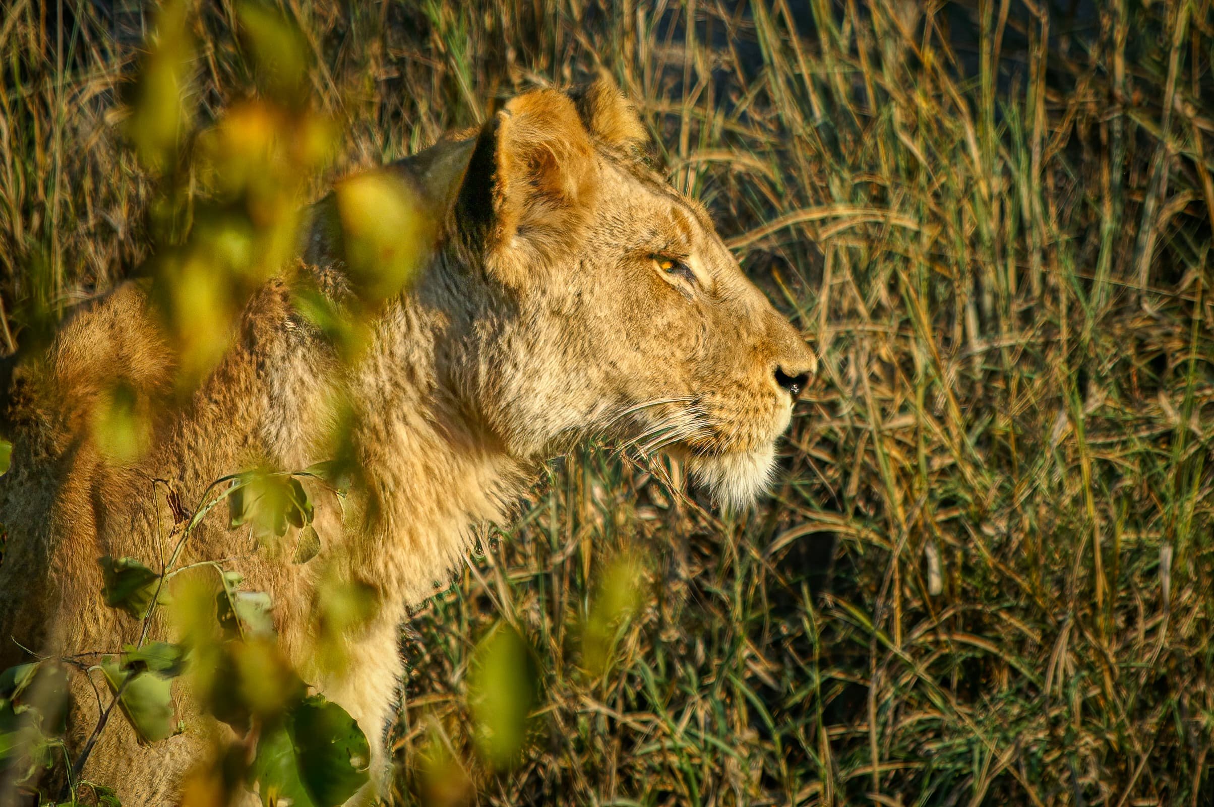 Zuid-Afrika Sabie Sand_0457-bewerkt-2.jpg