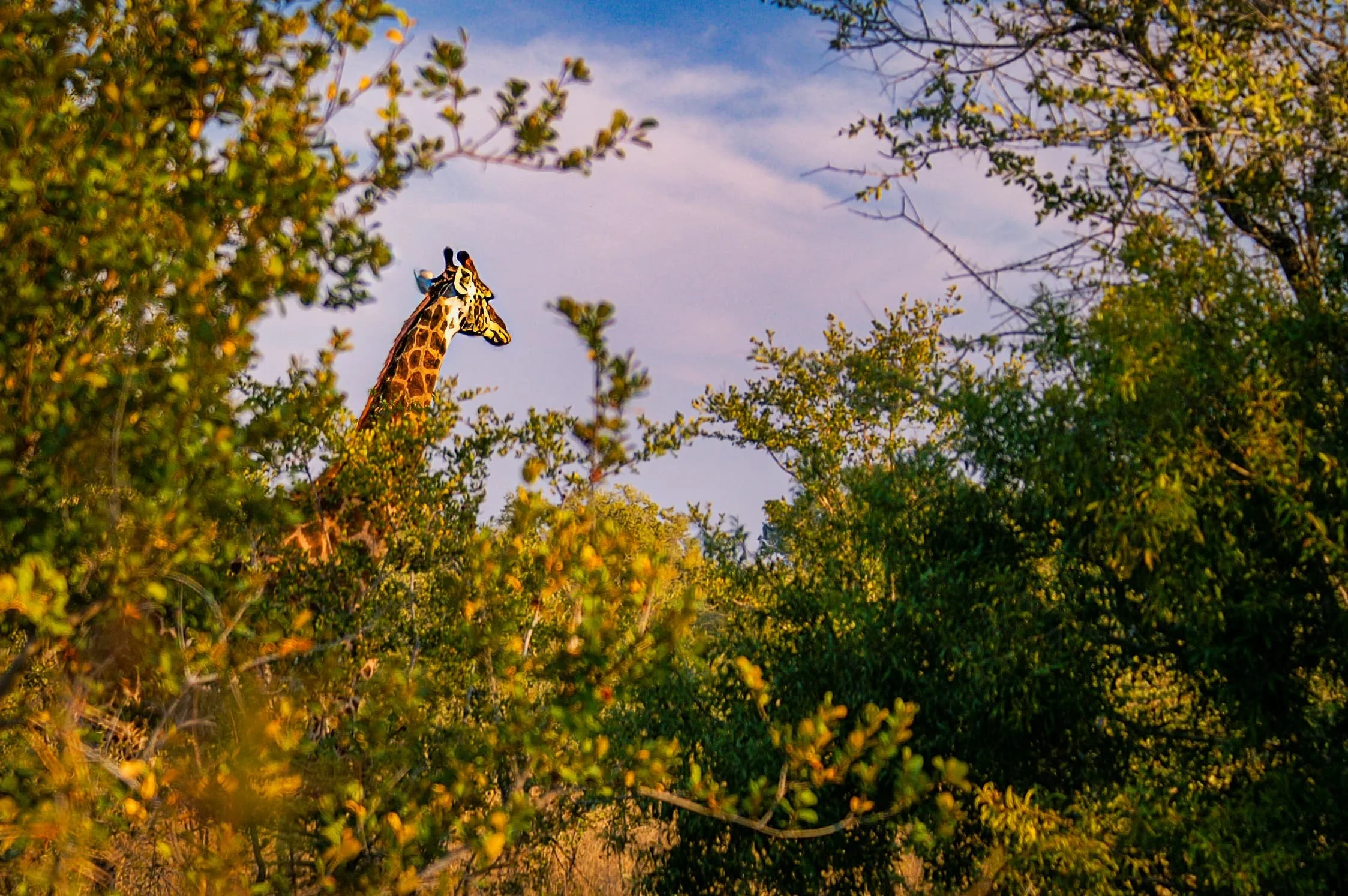 Zuid-Afrika Sabie Sand_0570-bewerkt-2.jpg